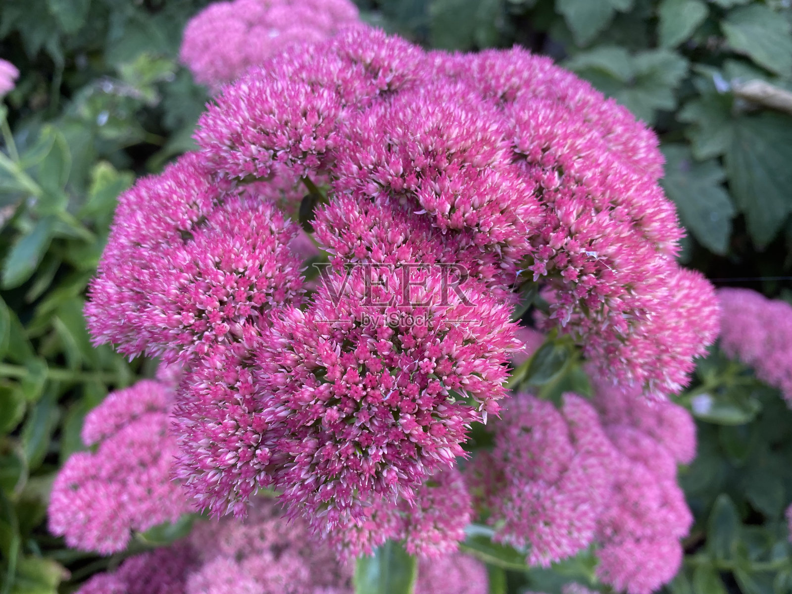 开花的Orpine植物照片摄影图片