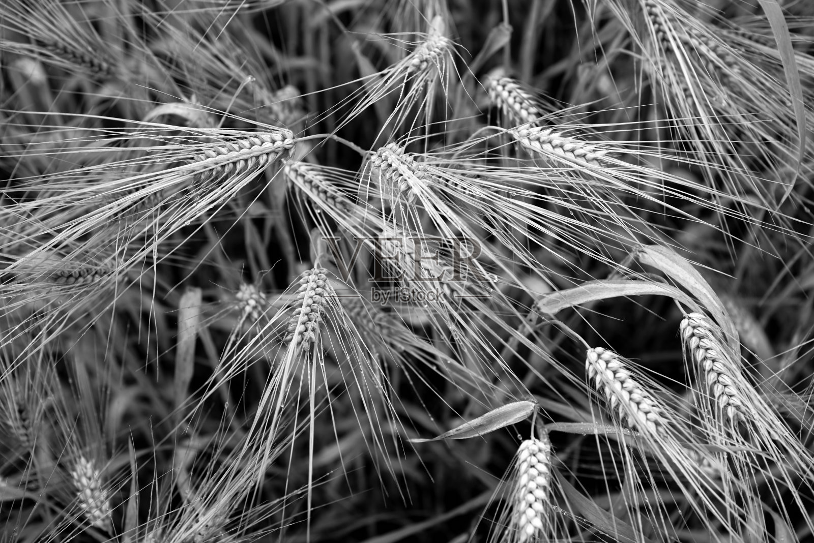 小麦穗在前景。金黄色的成熟麦田，被一阵风吹动着，准备收割。雨后阴天成熟的麦田。照片摄影图片