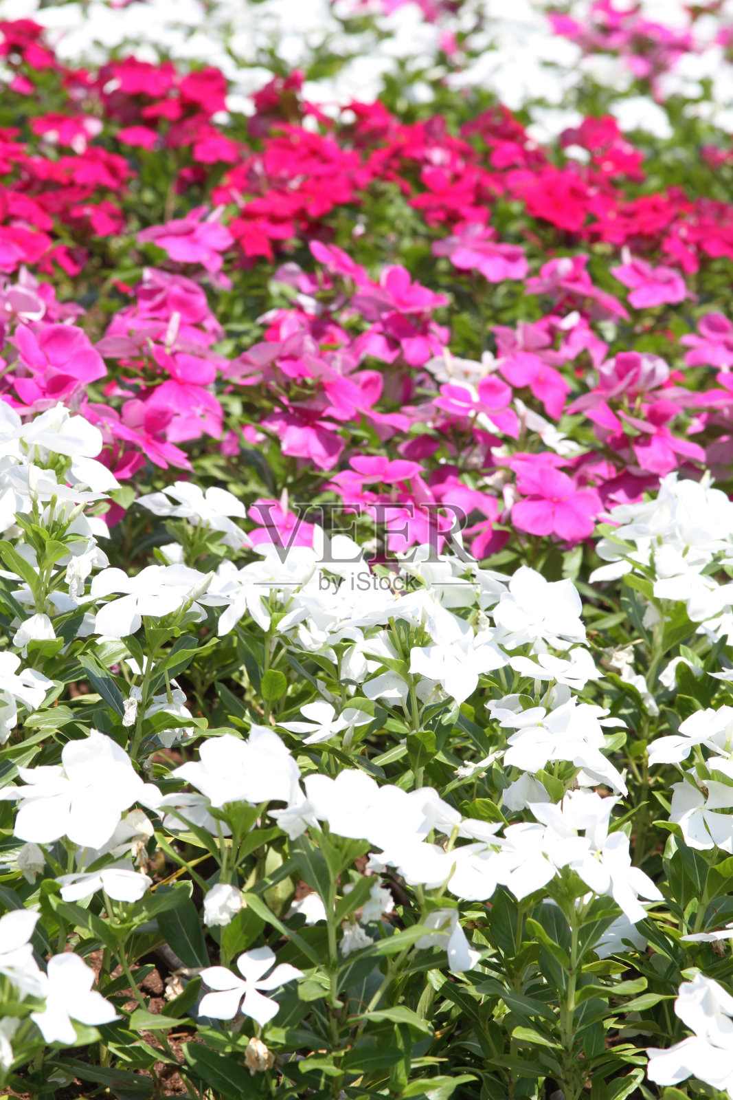 许多五颜六色的花照片摄影图片