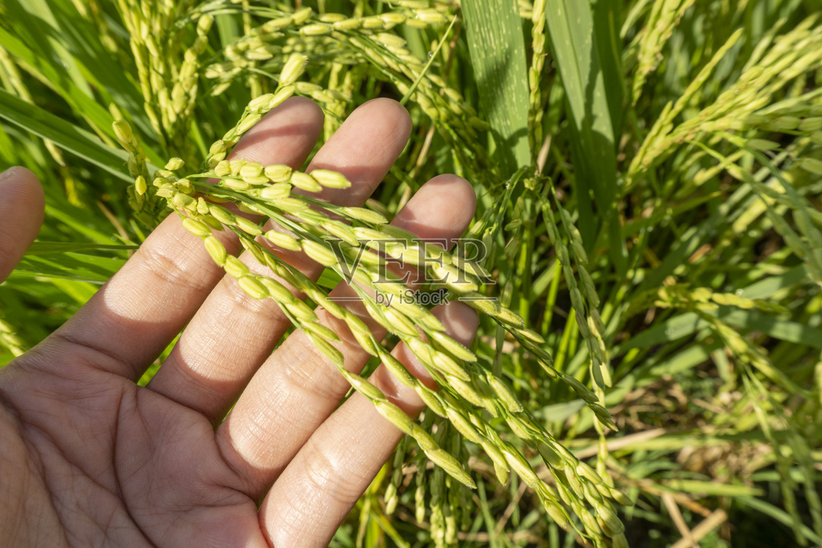 谷物稻田照片摄影图片