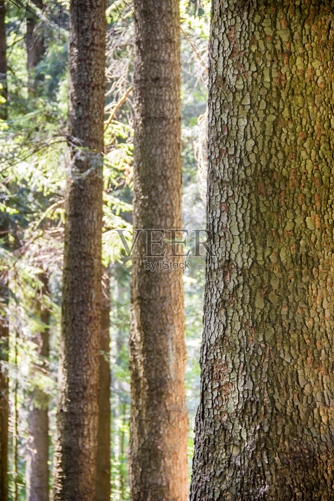 乌克兰喀尔巴阡山脉的一棵云杉的树干，乌克兰Skole Beskids国家自然公园照片摄影图片