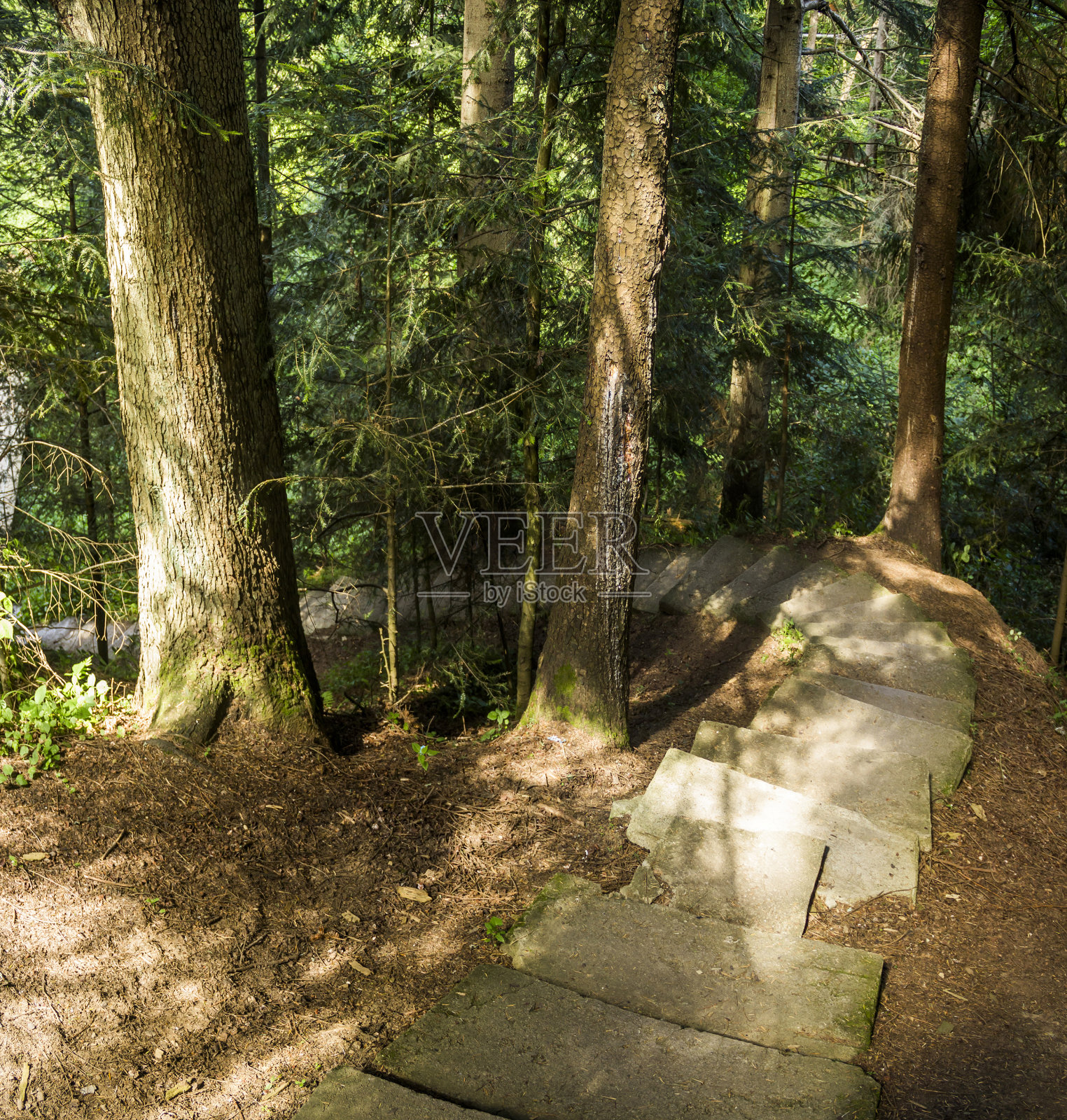 乌克兰喀尔巴阡云杉林中的混凝土梯子，乌克兰Skole Beskids国家自然公园照片摄影图片