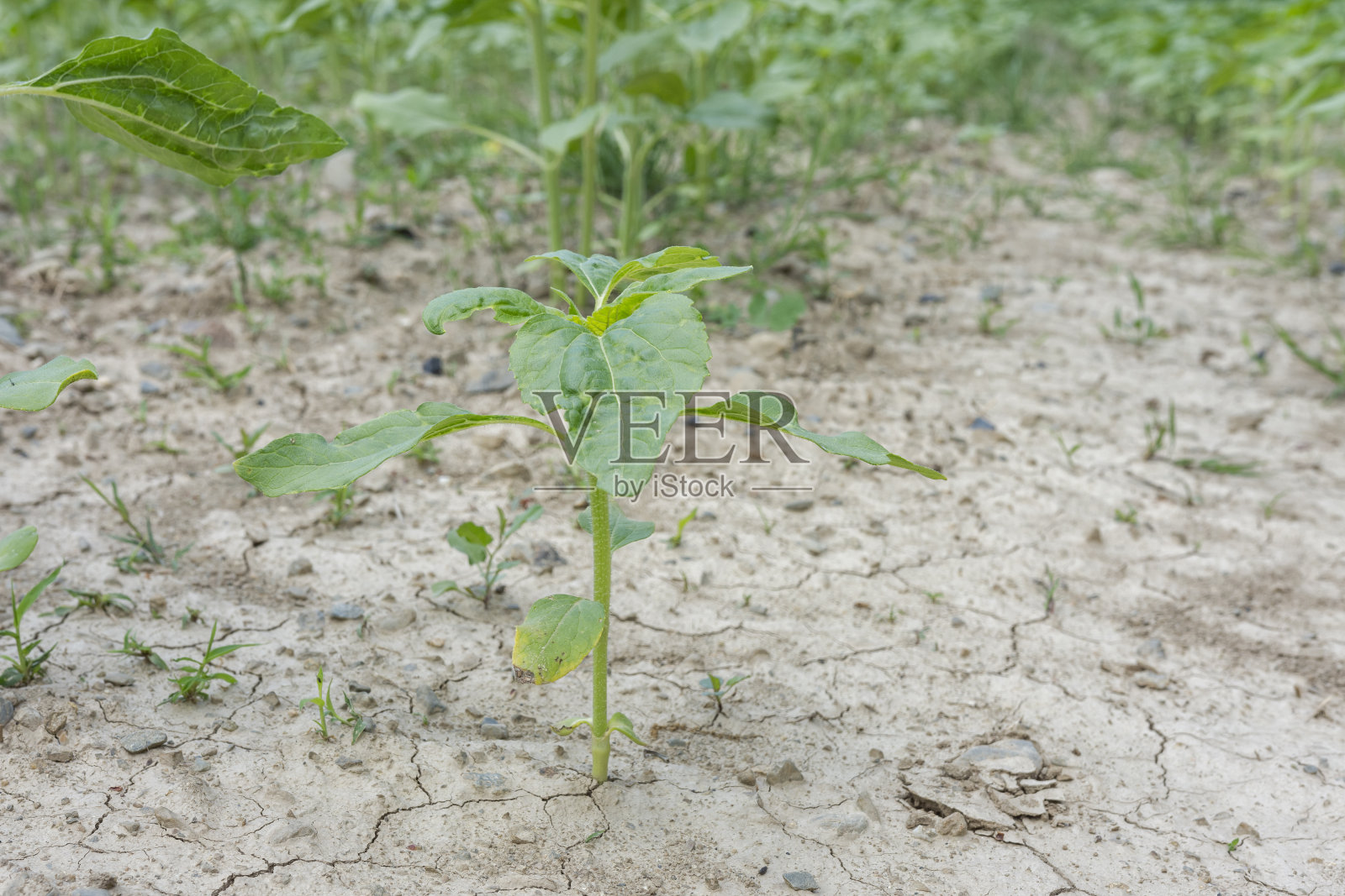 绿色未开花的向日葵幼苗的特写。干裂的土壤，背景有小杂草。照片摄影图片