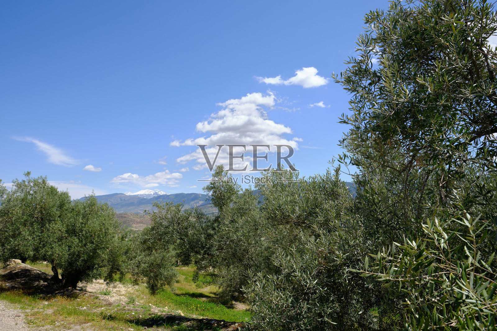 西班牙哈恩安达卢西亚的橄榄种植园照片摄影图片