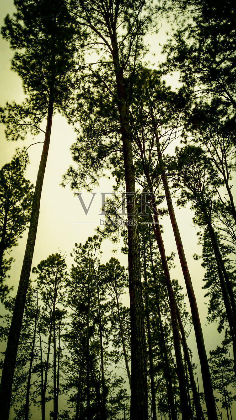 夏天照片摄影图片