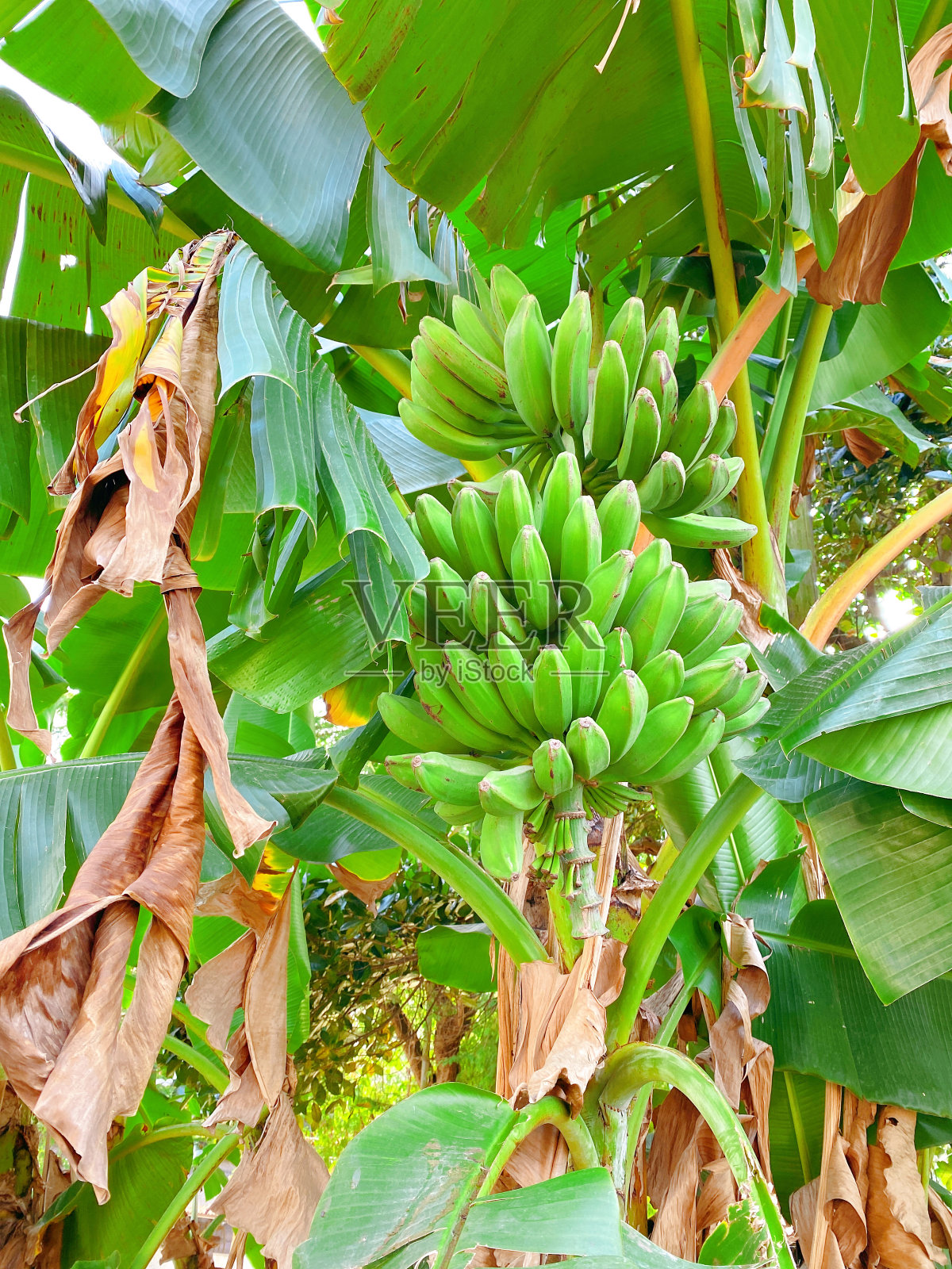 等待成熟的照片摄影图片