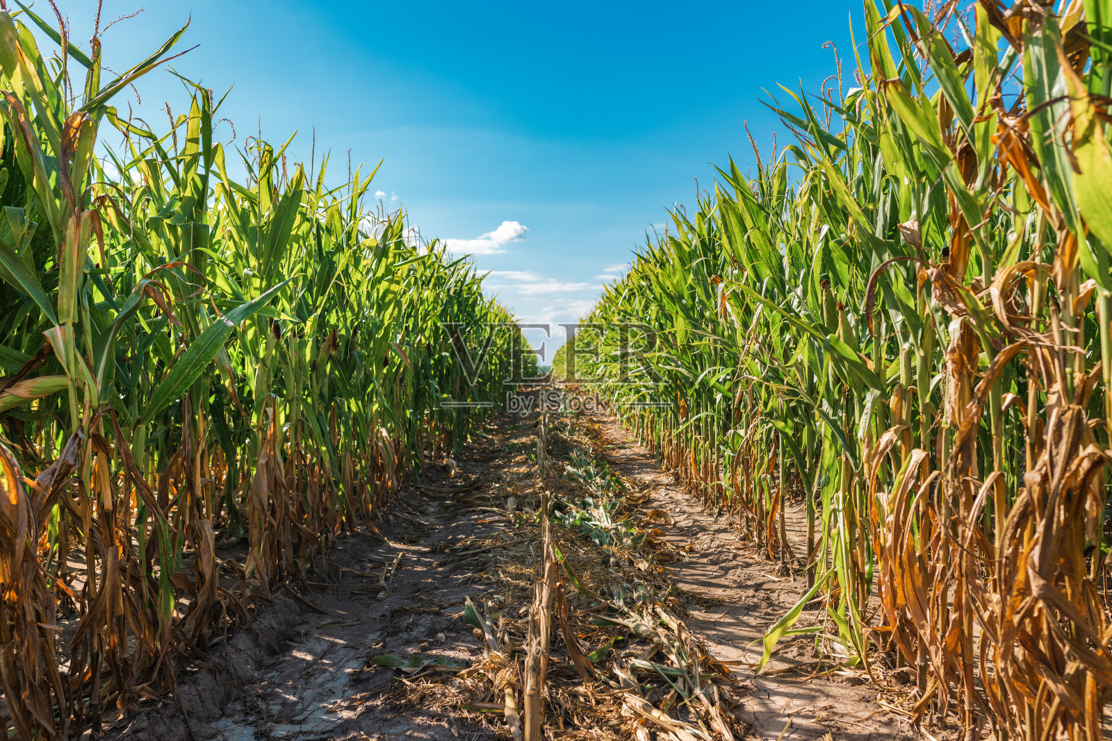 玉米田受夏季午后干旱影响照片摄影图片