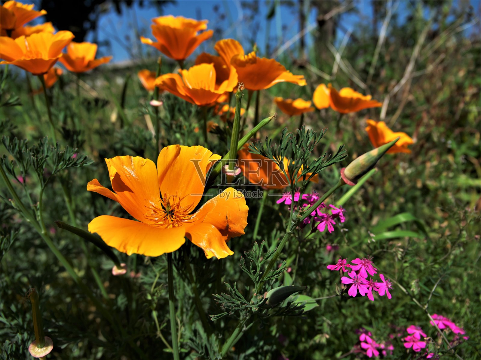 阳光普照的田野里，橙色的玉米罂粟照片摄影图片