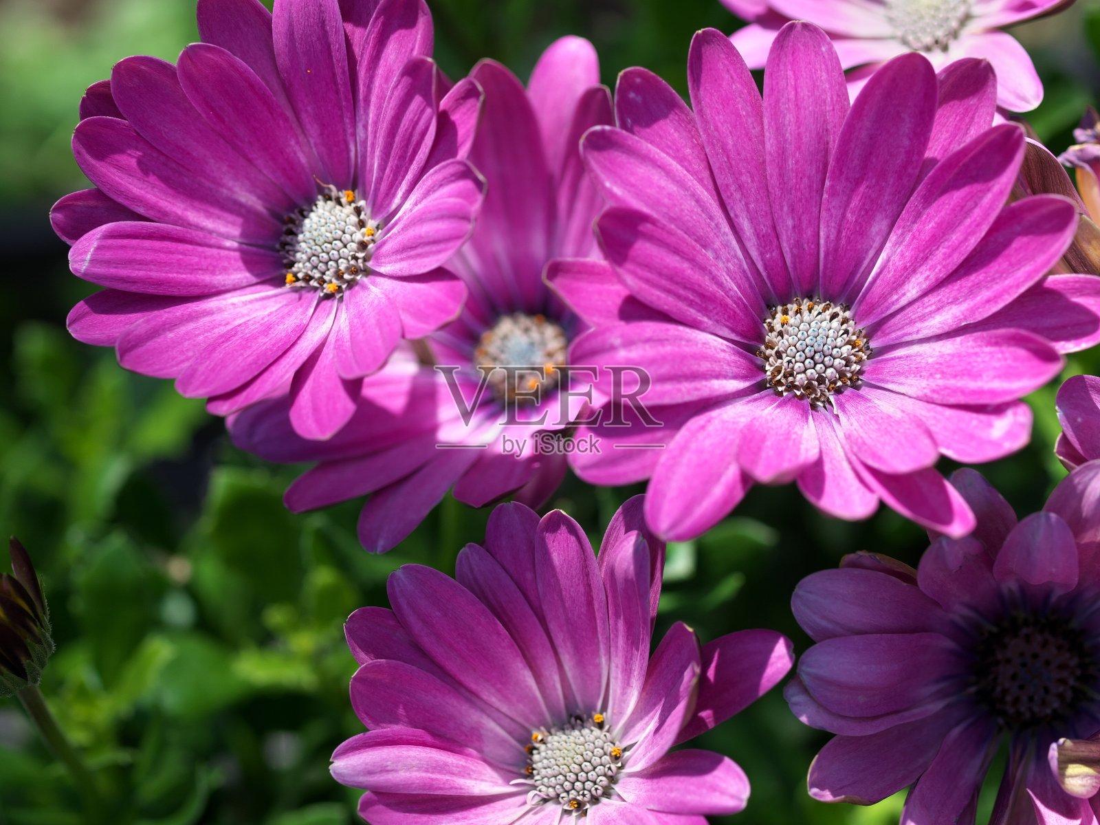 玛格丽特角沐浴在阳光下照片摄影图片