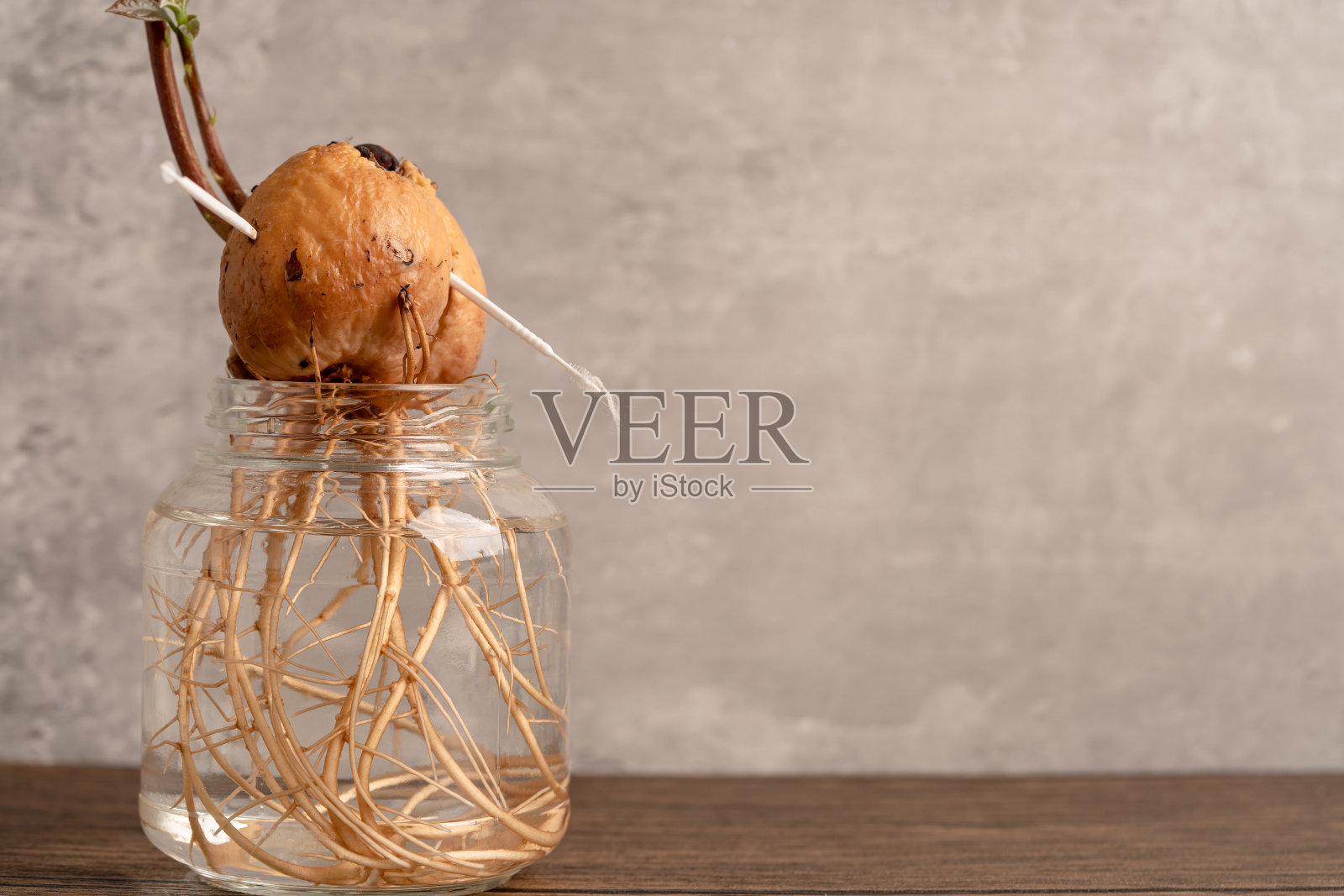 牛油果从种子开始发芽，在水杯中与根一起生长。照片摄影图片