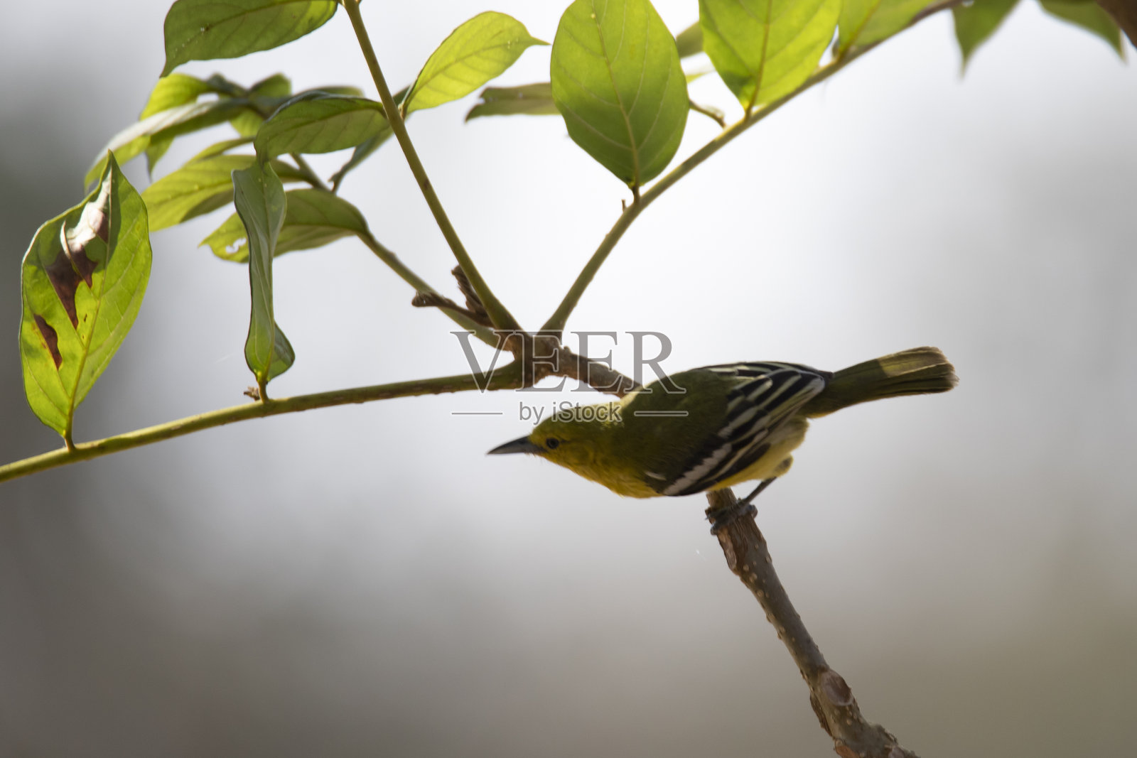普通雀形目鸟是栖息在树上的一种小型雀形目鸟照片摄影图片