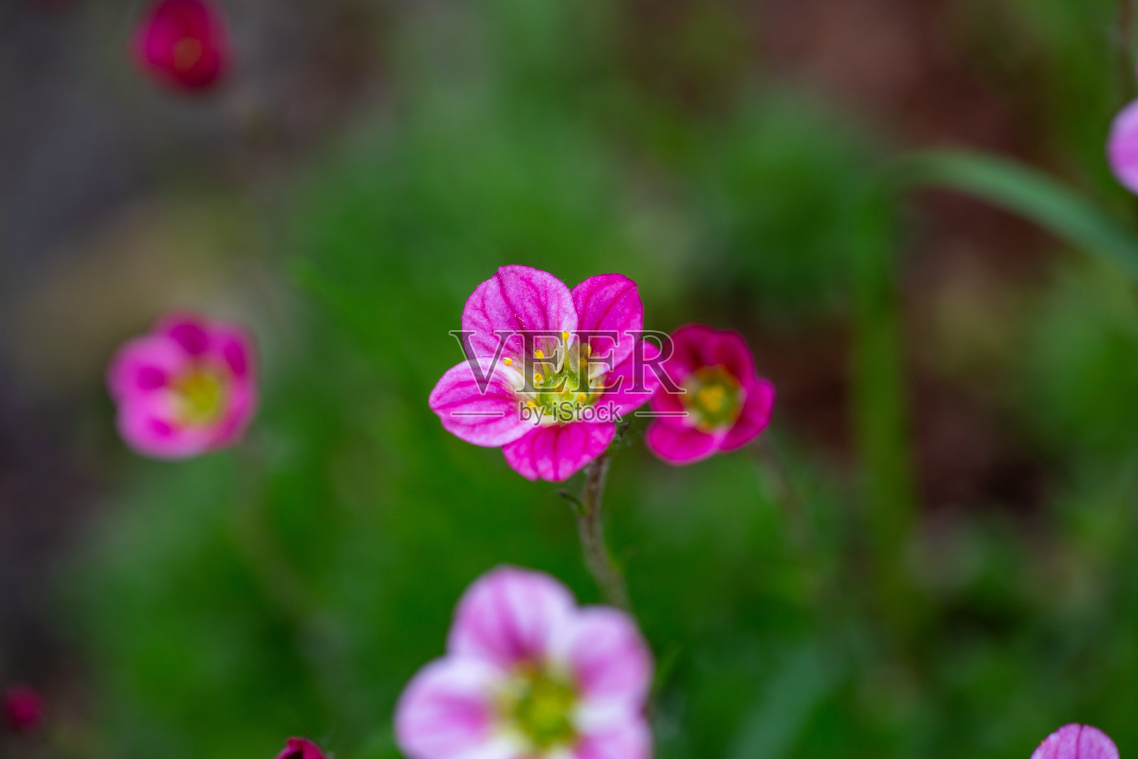 在一个阳光明媚的春日，盛开的虎耳草花的微距摄影。照片摄影图片