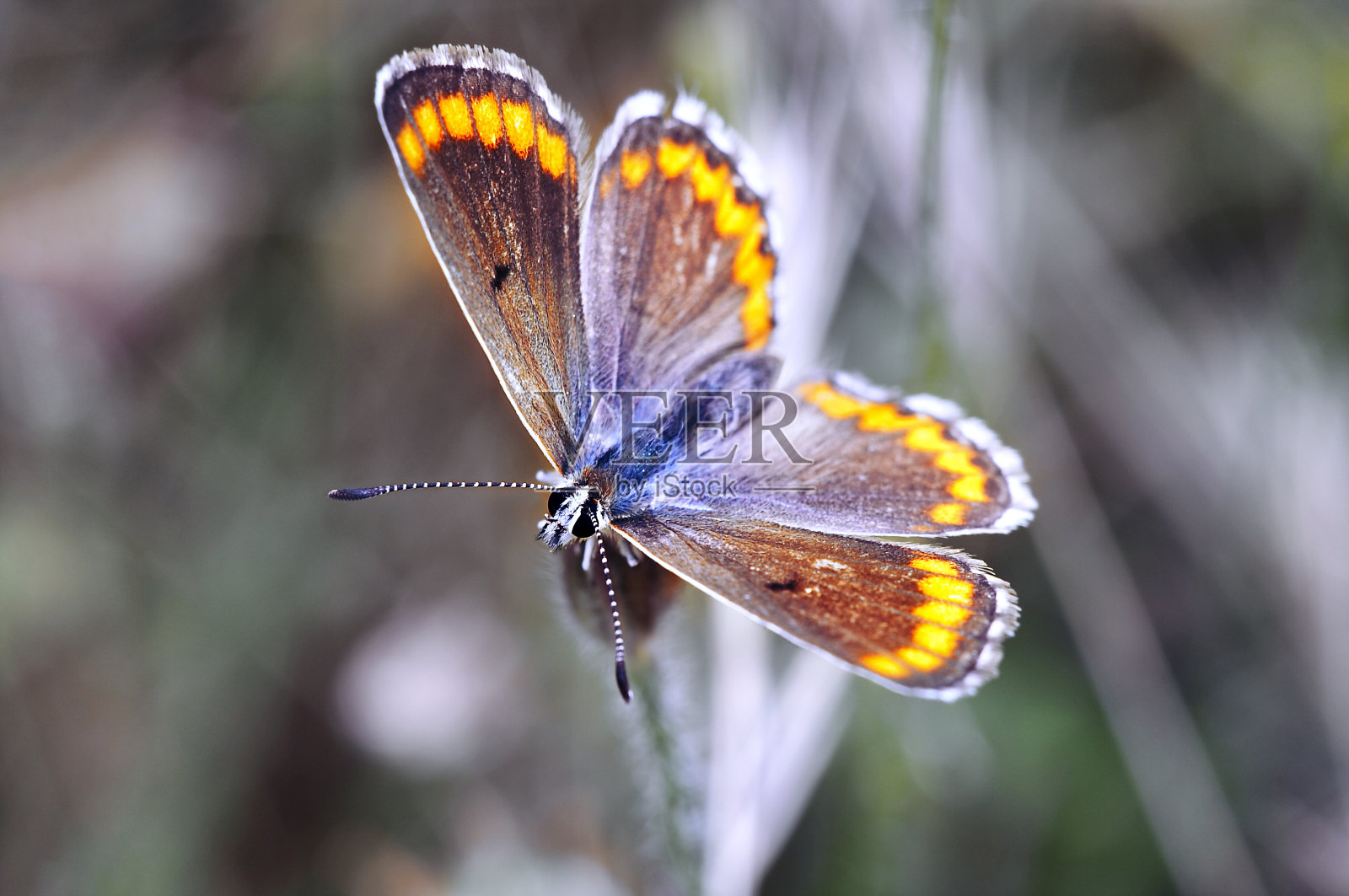 蝴蝶百合照片摄影图片