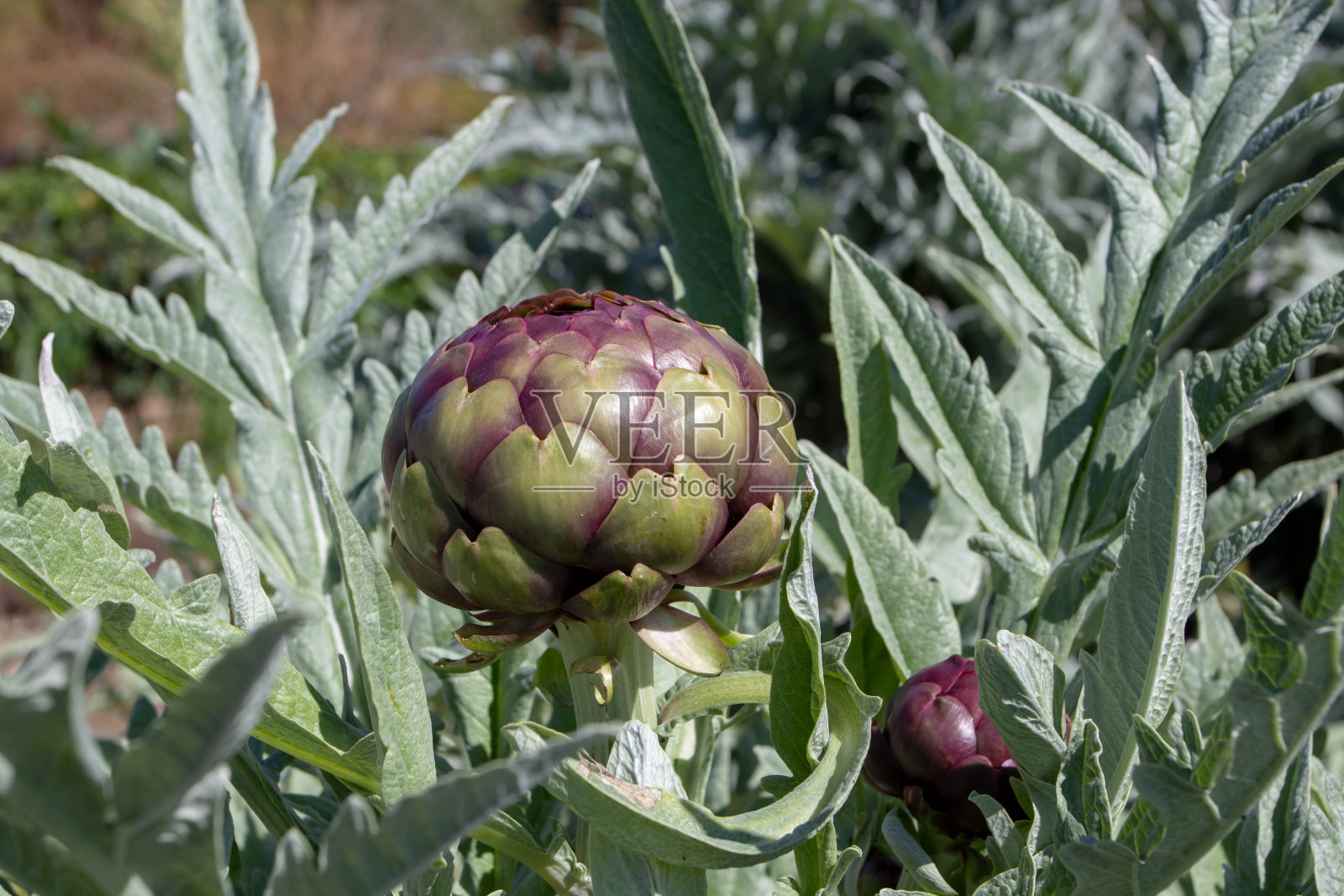 朝鲜蓟或金丝桃芽菜照片摄影图片