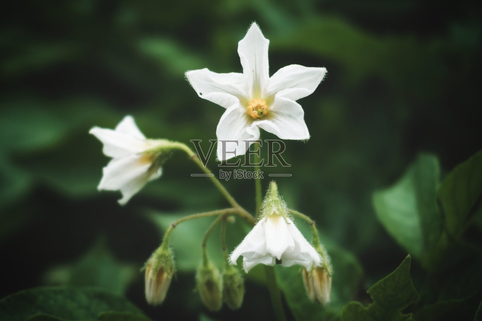 土豆花照片摄影图片