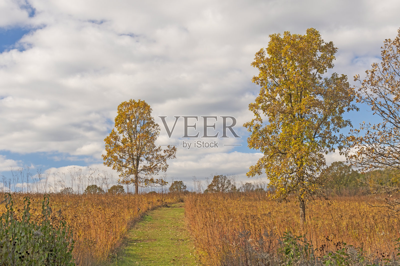 在秋天穿过大草原栖息地照片摄影图片