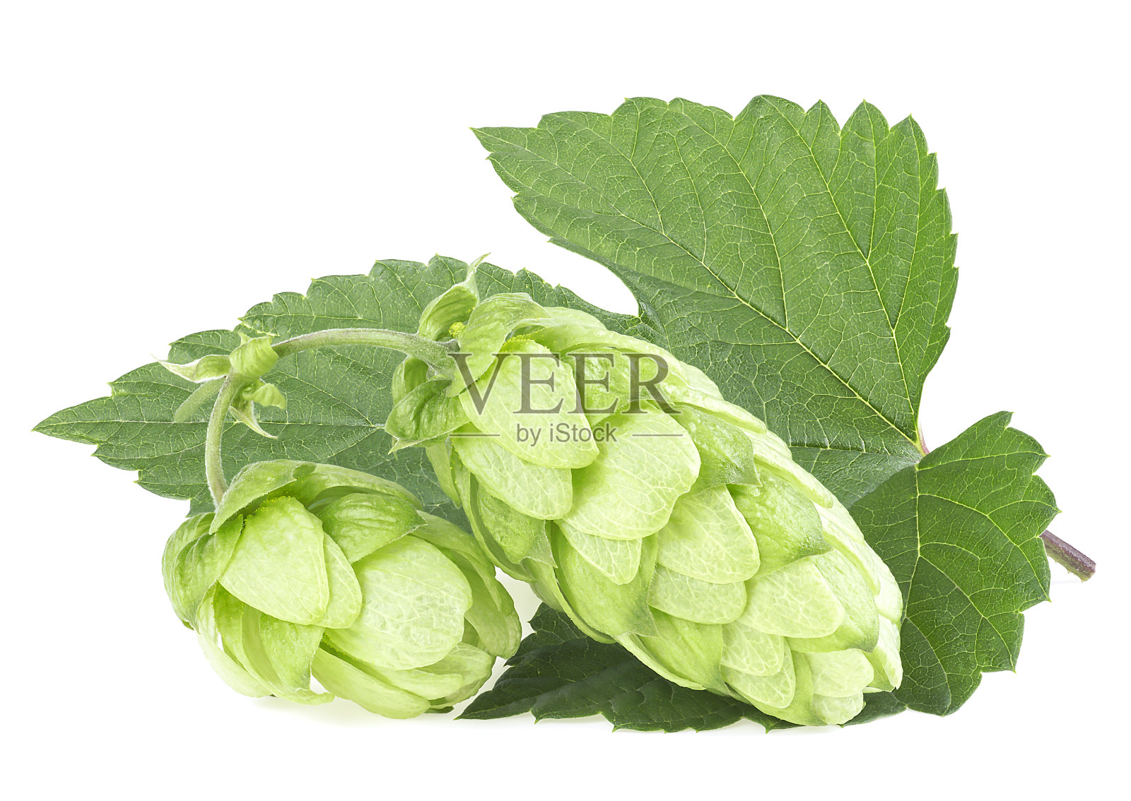 一串啤酒花锥与叶孤立在白色背景。啤酒花用于酿酒厂和草药天然药物。照片摄影图片