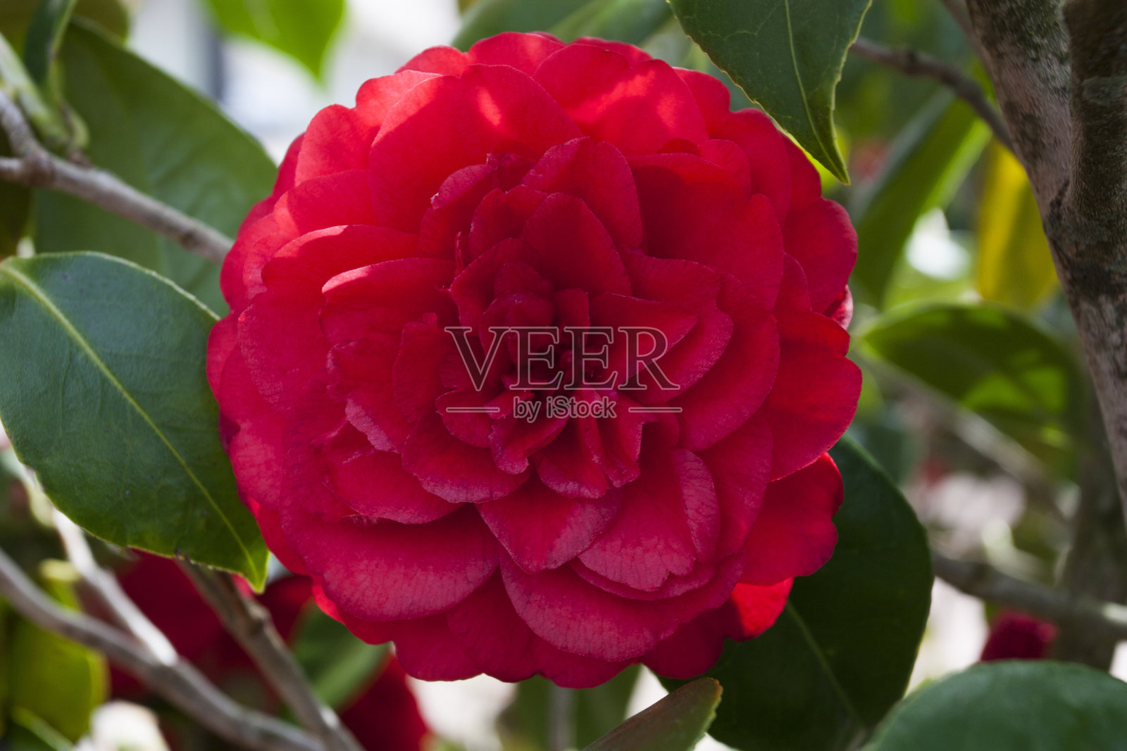 山茶花或山茶花的花照片摄影图片