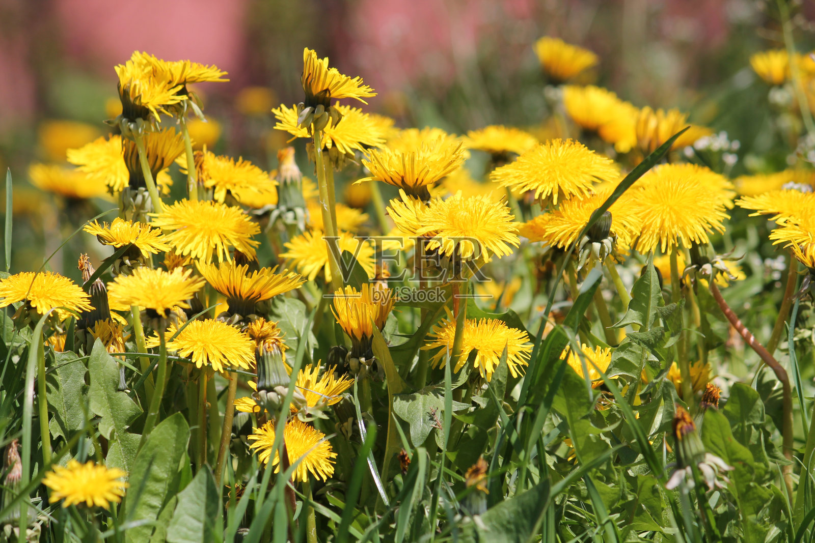 蒲公英(Taraxacum officinale)黄色花朵在自然界的特写。5月,白俄罗斯照片摄影图片