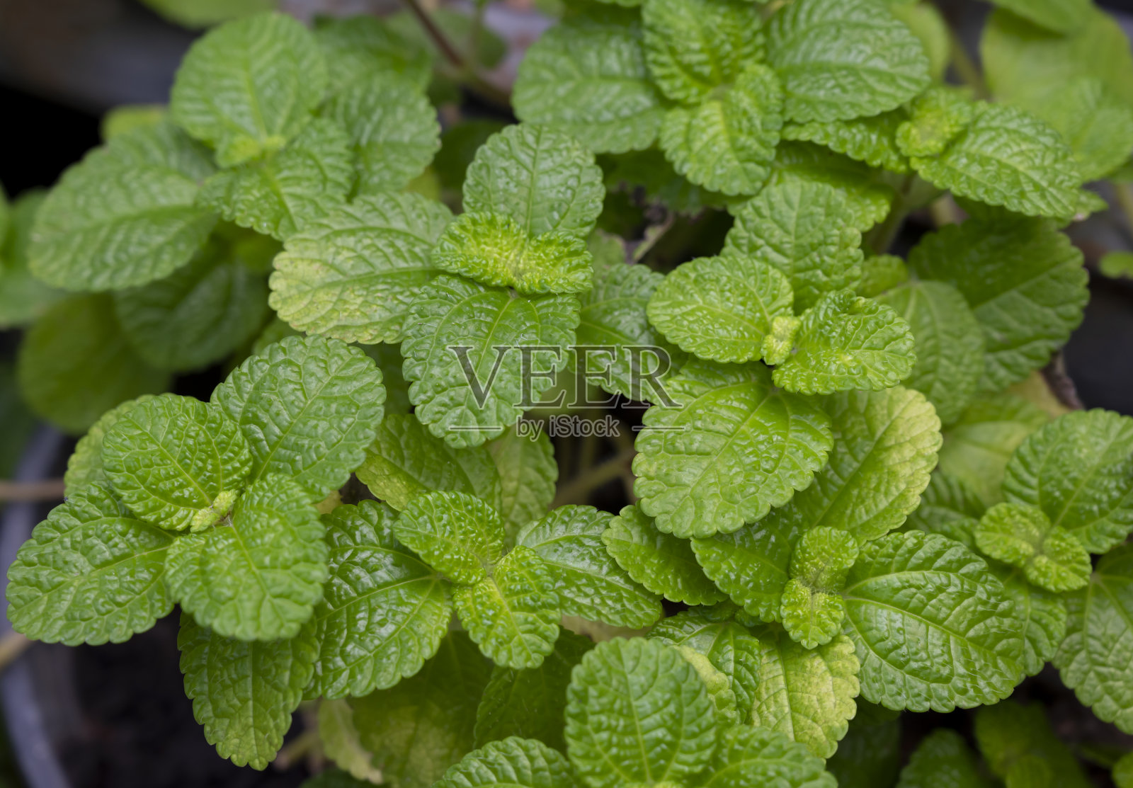 天然绿色背景新鲜的绿薄荷叶在草本花园。照片摄影图片