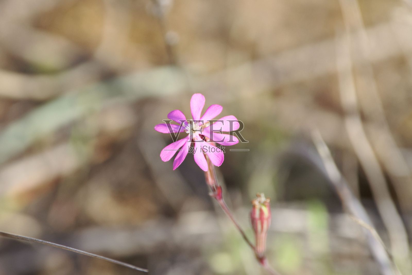 粉红色的品种Silene colorata照片摄影图片