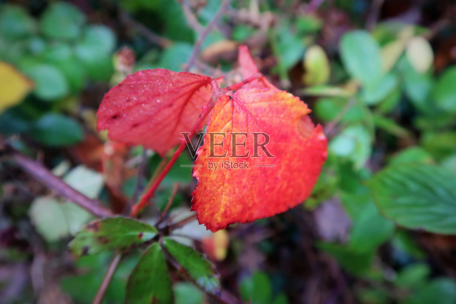 秋天的红叶照片摄影图片