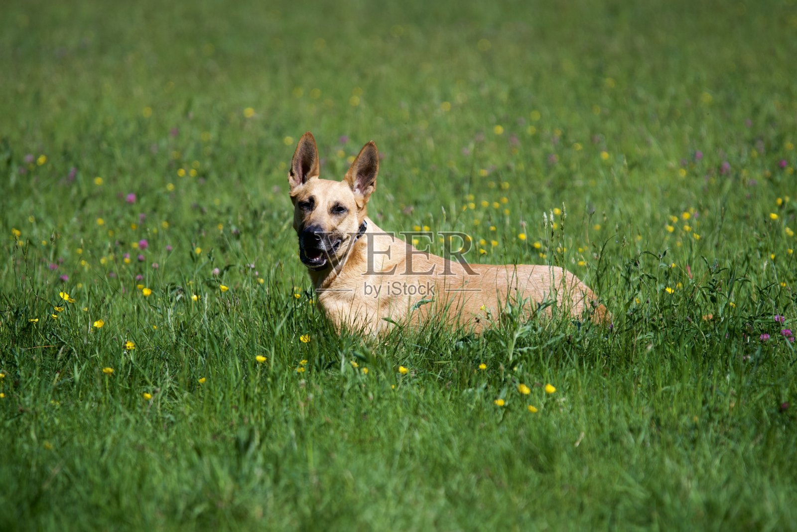 可爱的狗在花丛中。照片摄影图片
