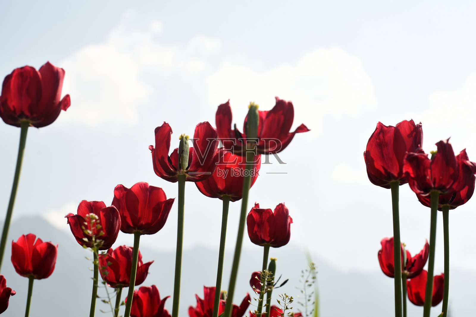 五彩缤纷的郁金香花在郁金香花园克什米尔照片摄影图片