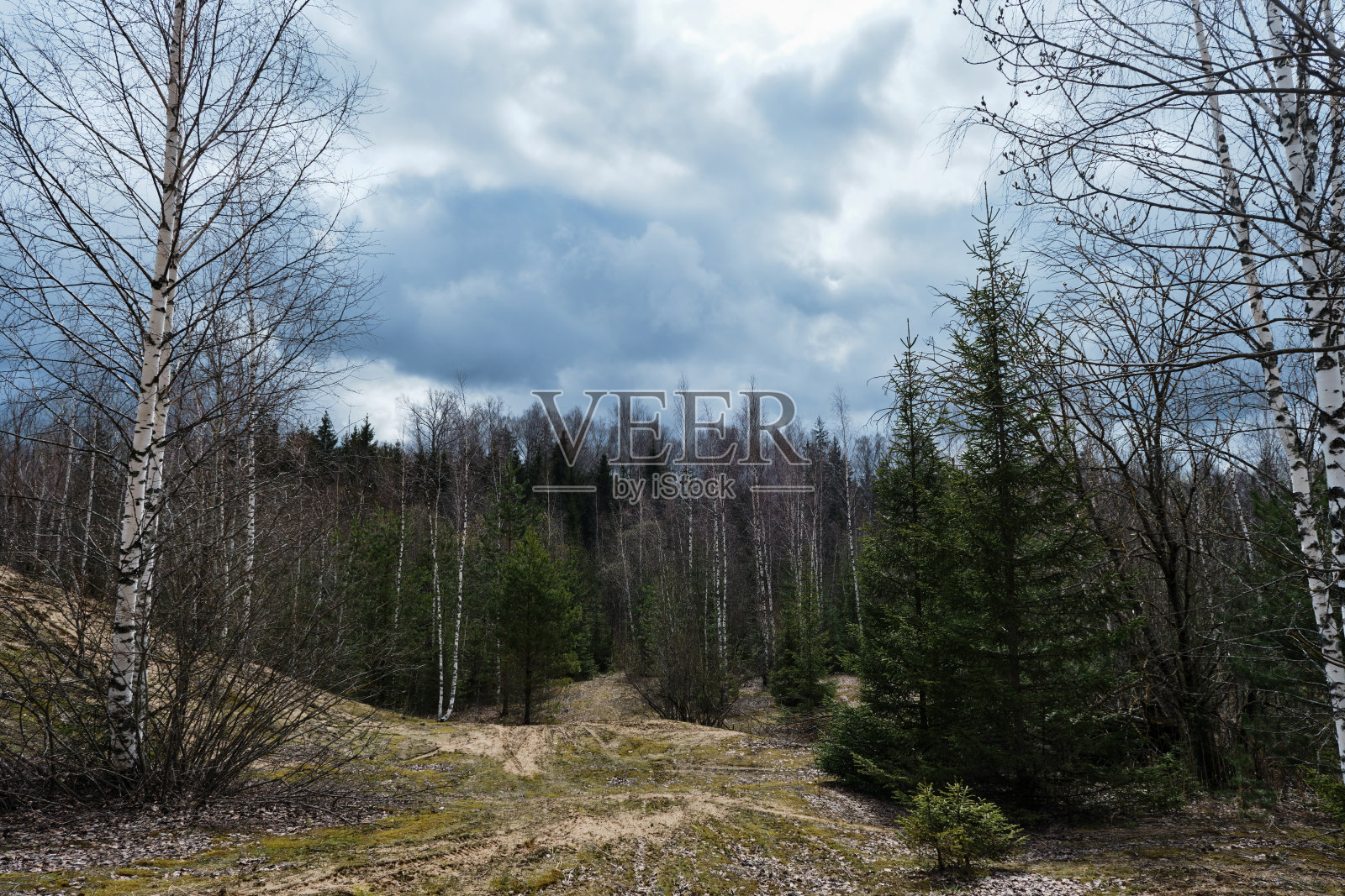 道路和空地上有沙子和草。远离城市的冷杉和松树的绿色针叶。早春无叶的针叶林和落叶混交林。白桦树的白色树干。照片摄影图片