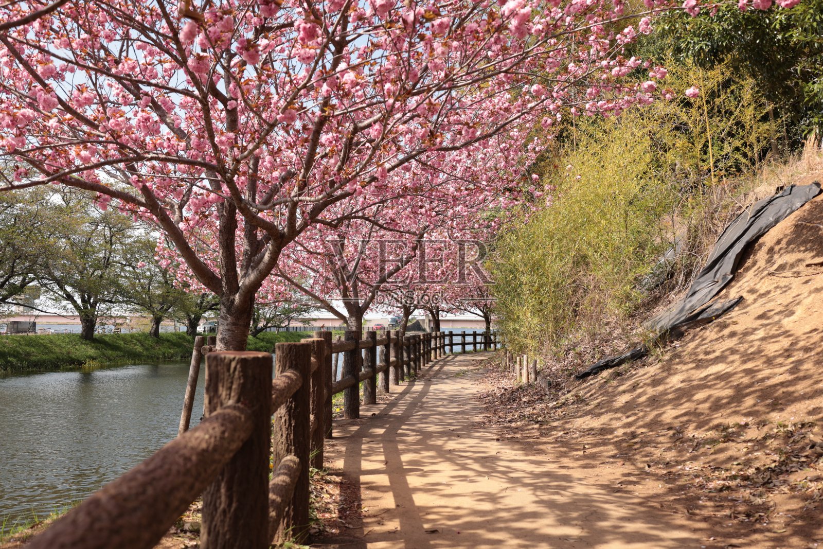 双樱花盛开在河边公园照片摄影图片
