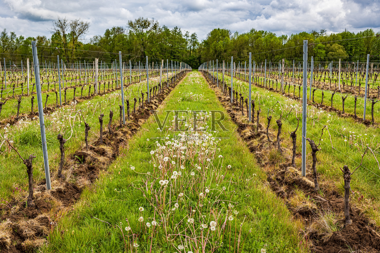 波尔多葡萄园照片摄影图片