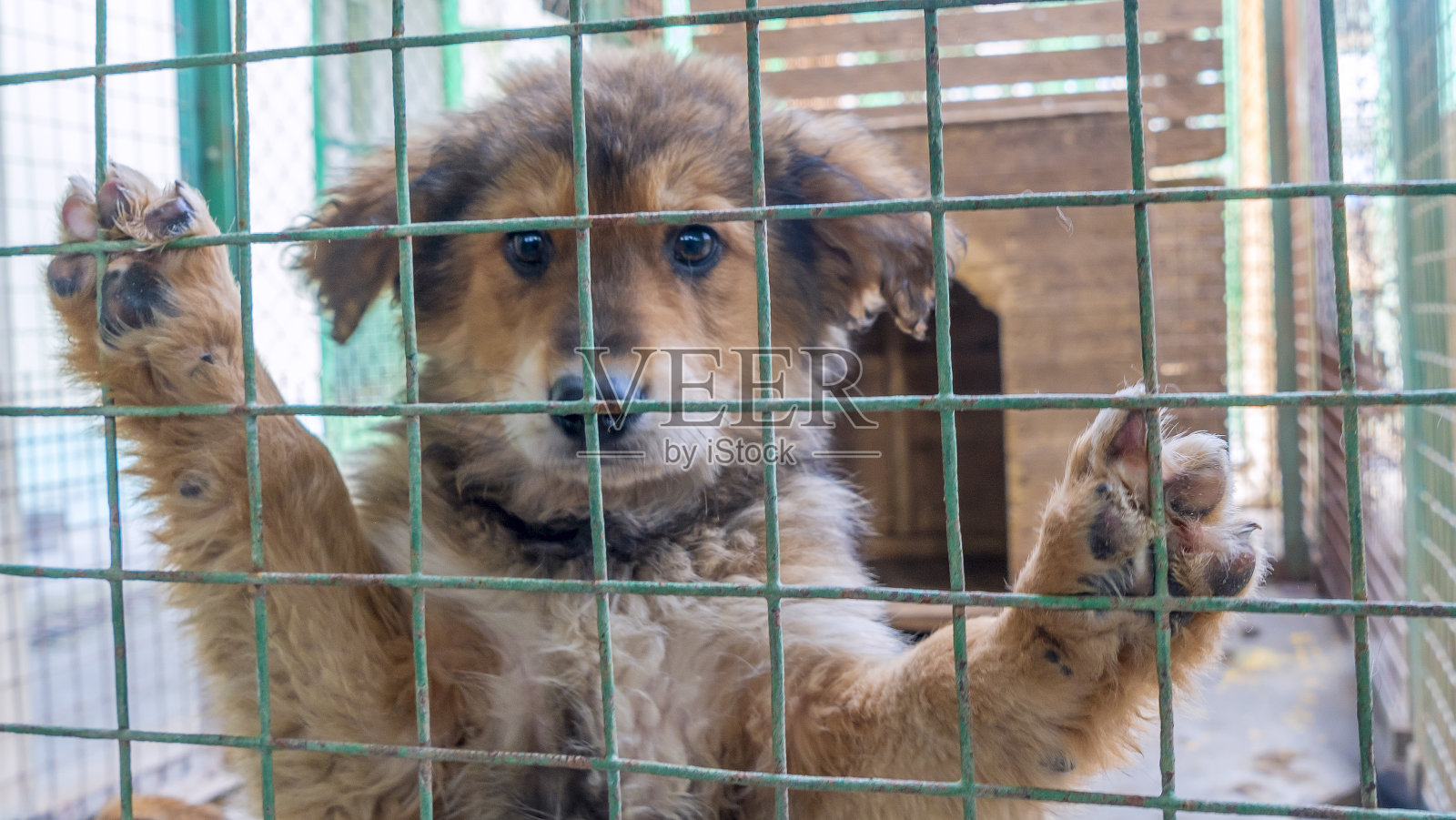 无家可归的小狗在笼子里。美丽悲伤的小狗悲伤地透过笼子看着悲伤的眼睛。一只狗收容所。照片摄影图片