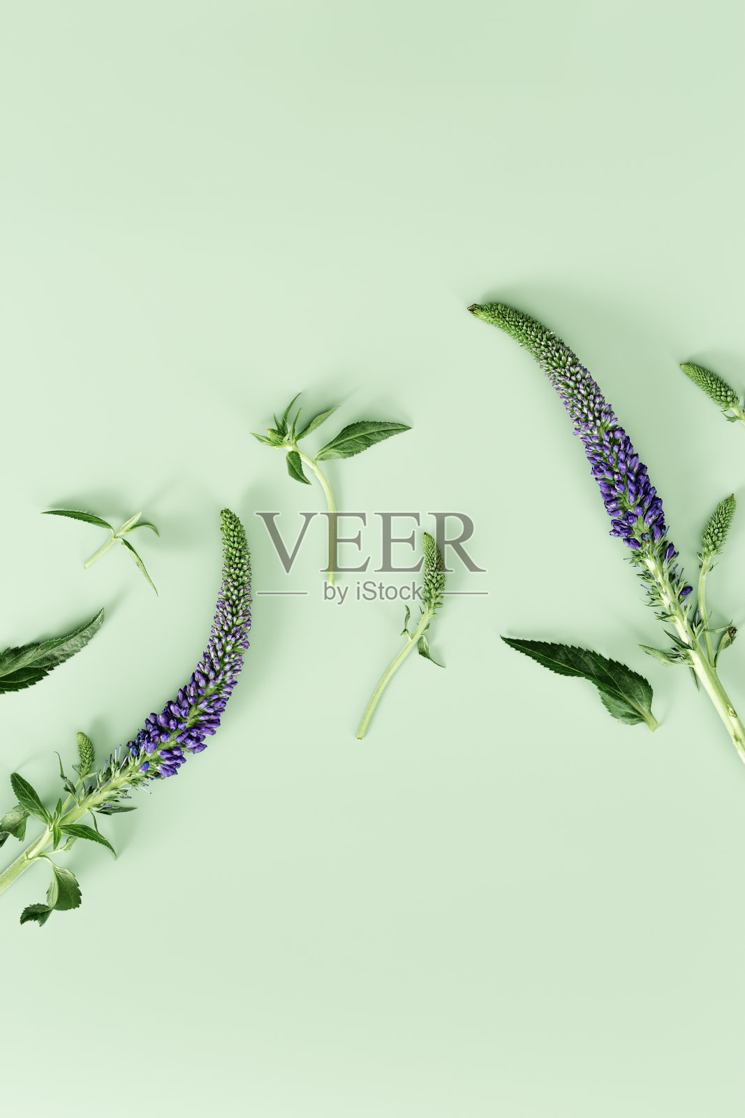 时髦的植物背景与维罗妮卡紫花。绿色单色最小花平坦，美丽的草，花，叶。青葱百草图案，春意盎然。照片摄影图片