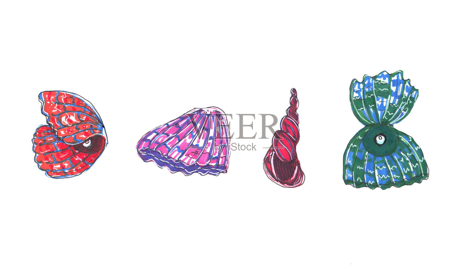 一套彩色手绘贝壳。笔标记说明。设计元素图片