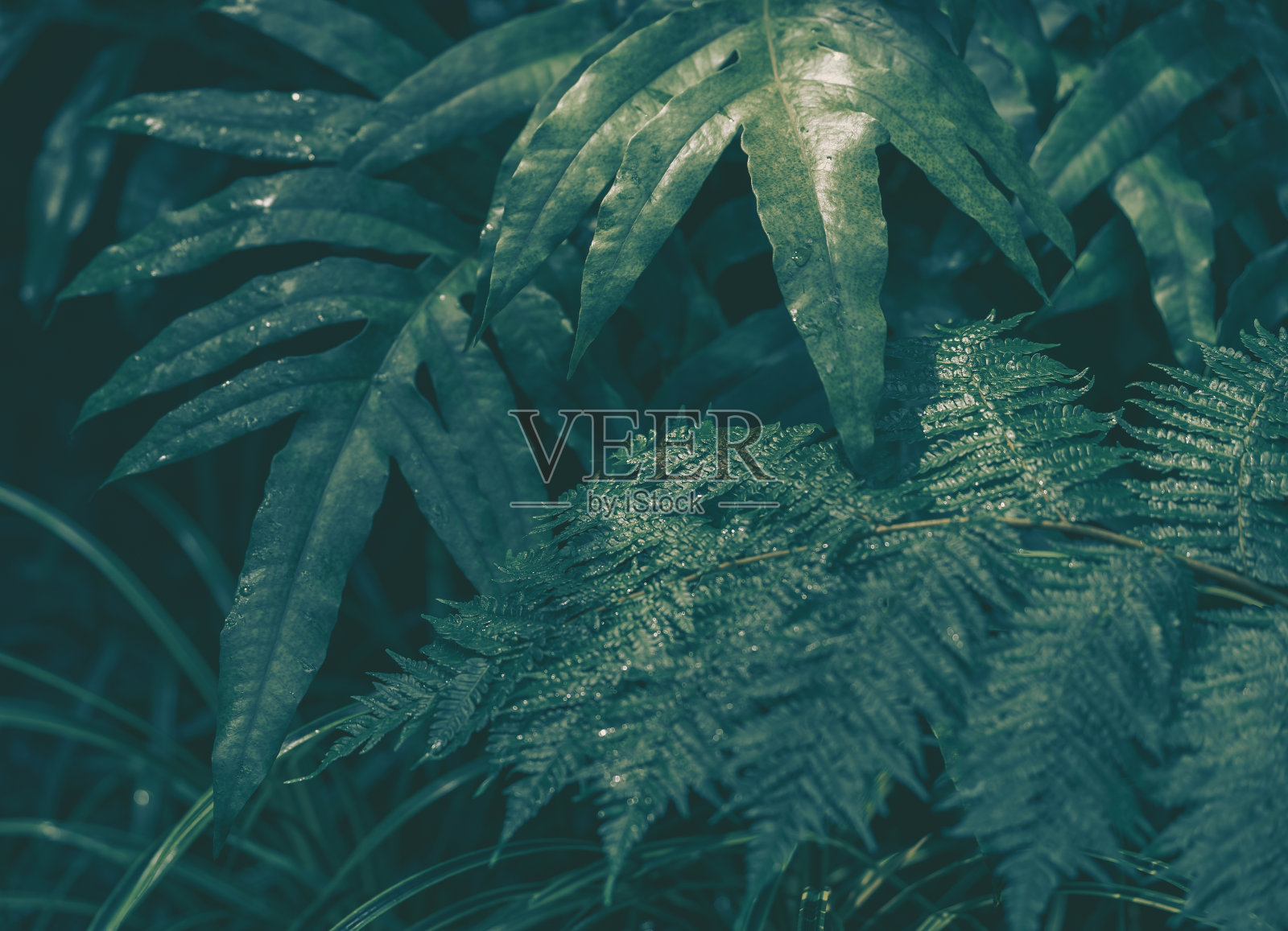 绿叶和花的特写，自然背景或纹理照片摄影图片