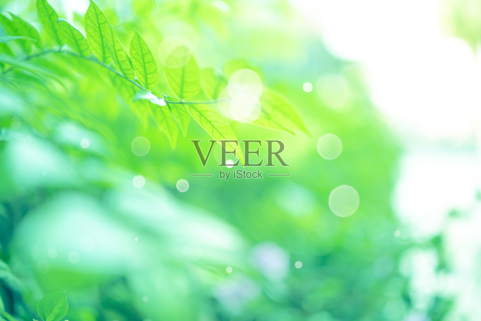 在花园和阳光下，模糊的绿色植物背景上的绿叶令人惊叹的自然景观，复制空间使用作为背景的自然绿色植物景观照片摄影图片