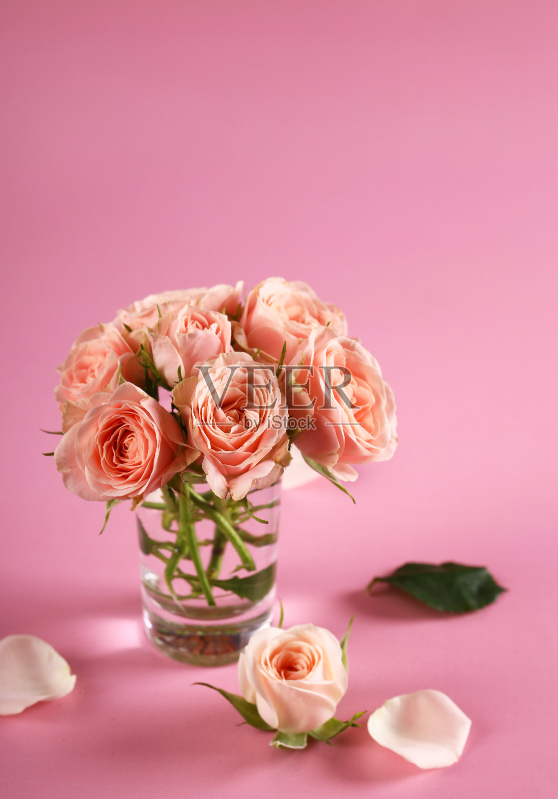 玫瑰花朵照片摄影图片