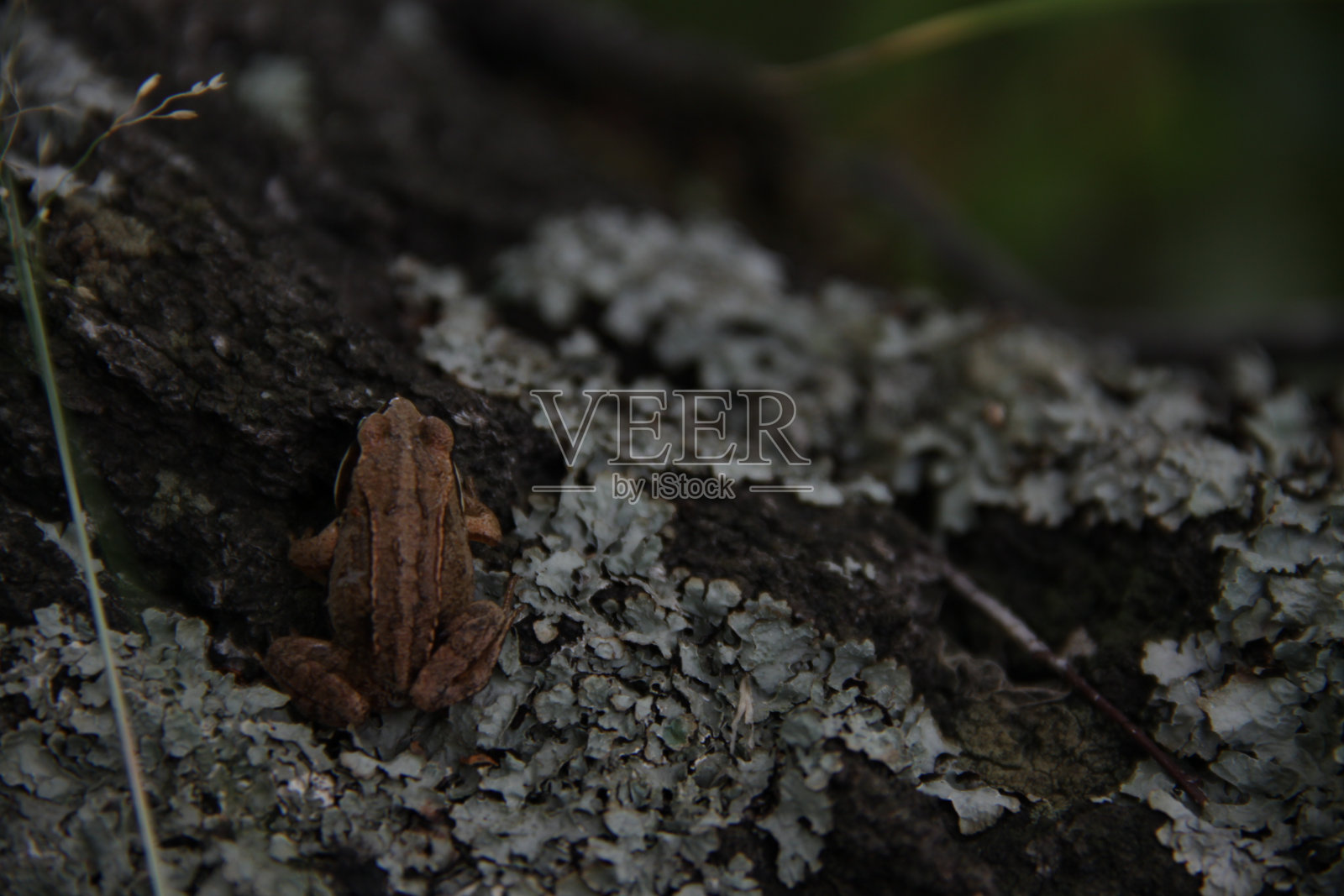 绿雾中的青蛙照片摄影图片
