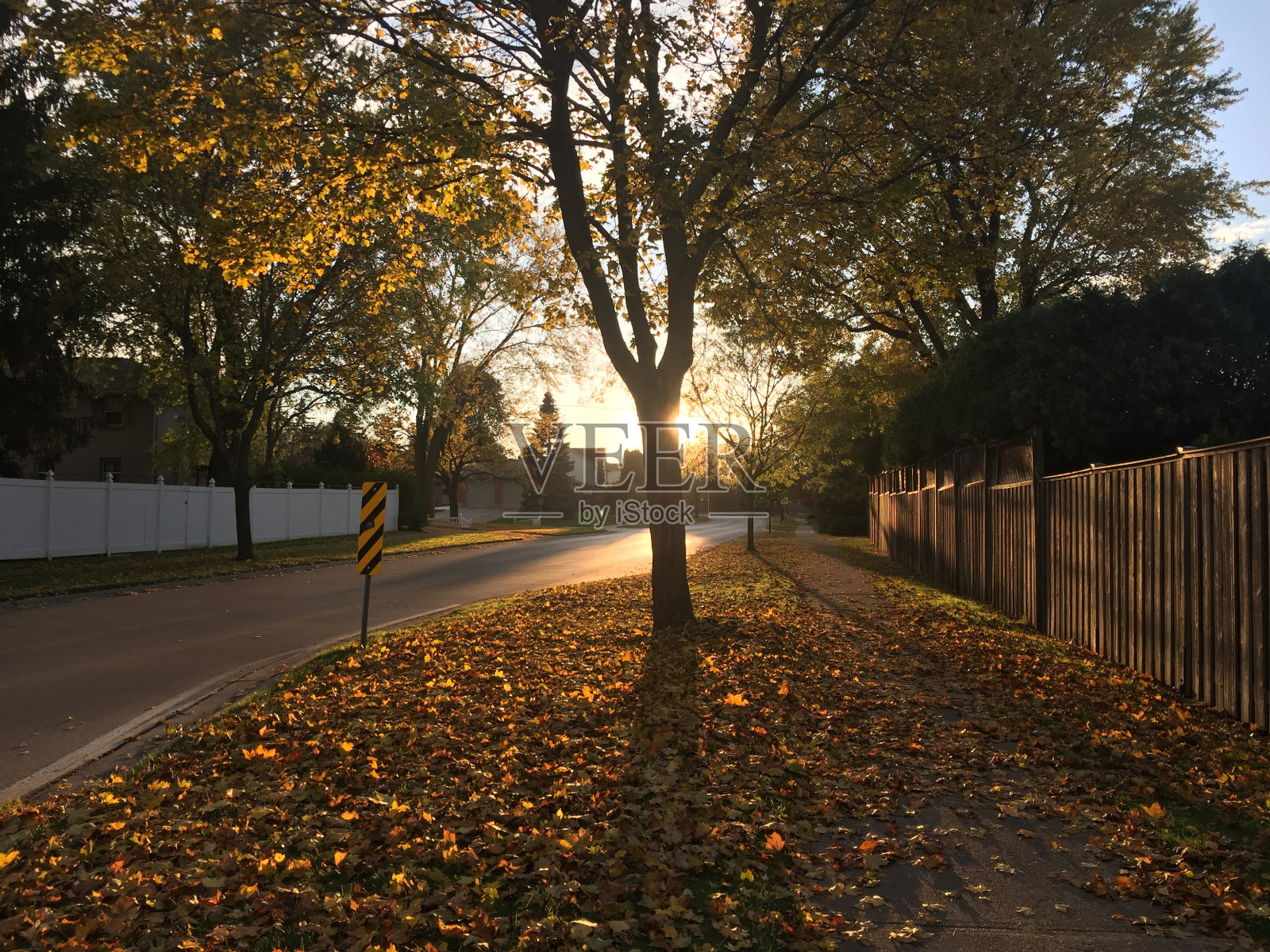 树照片摄影图片