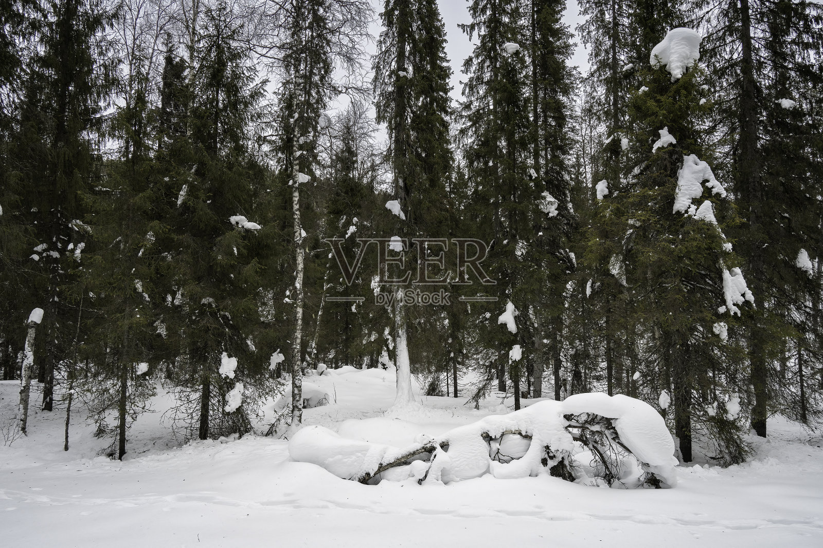 白雪皑皑的森林里一棵倒下的树照片摄影图片