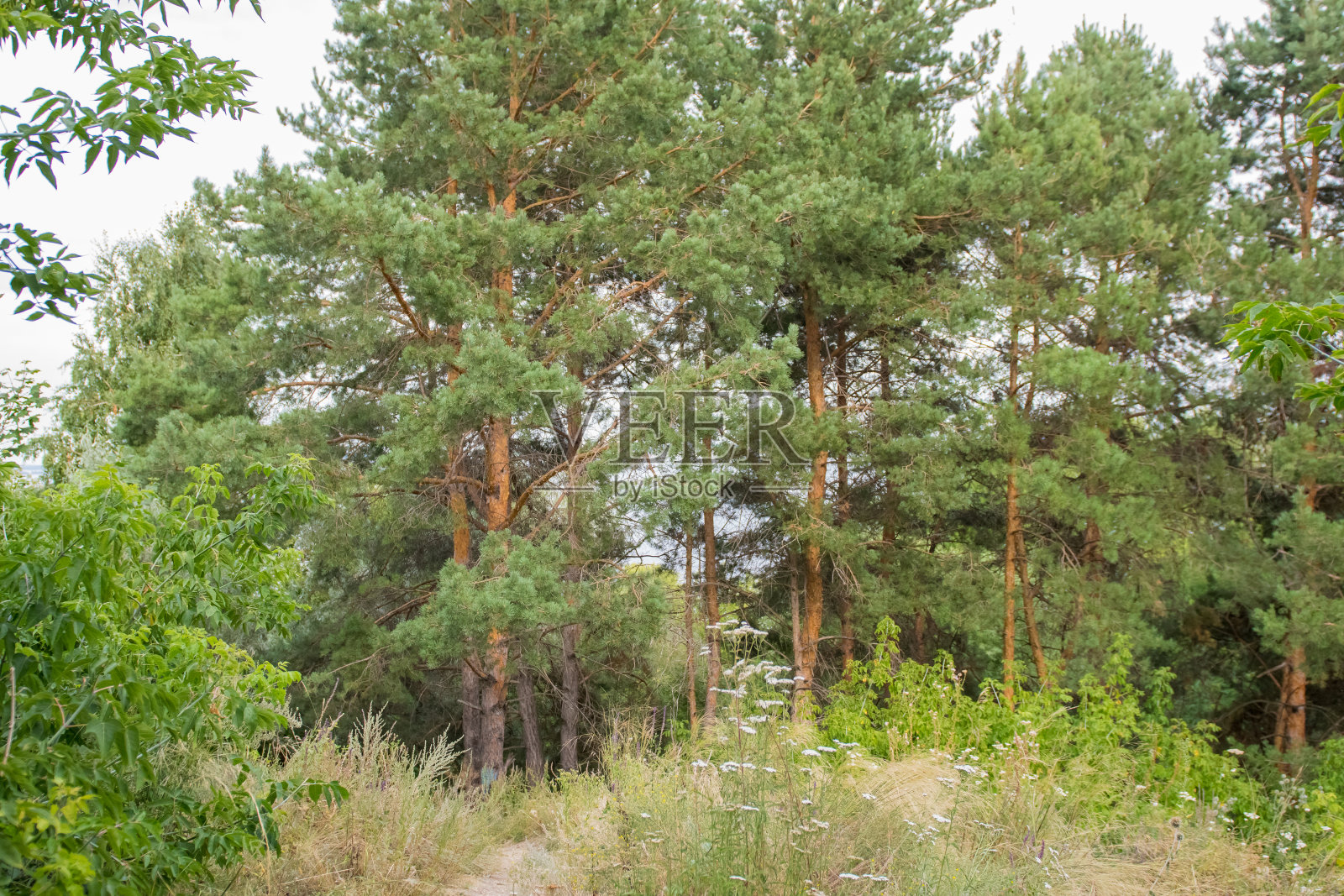 绿色森林，全景。树林里美丽的夏日。照片摄影图片