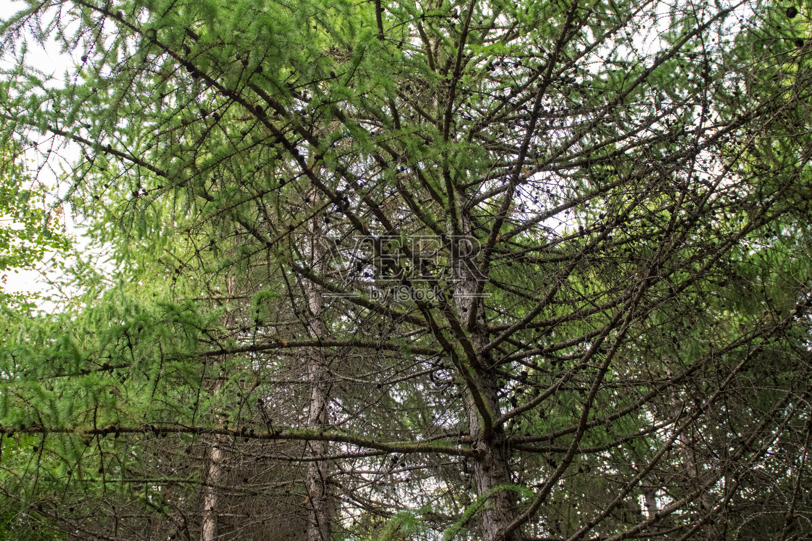 绿色森林，全景。树林里美丽的夏日。照片摄影图片