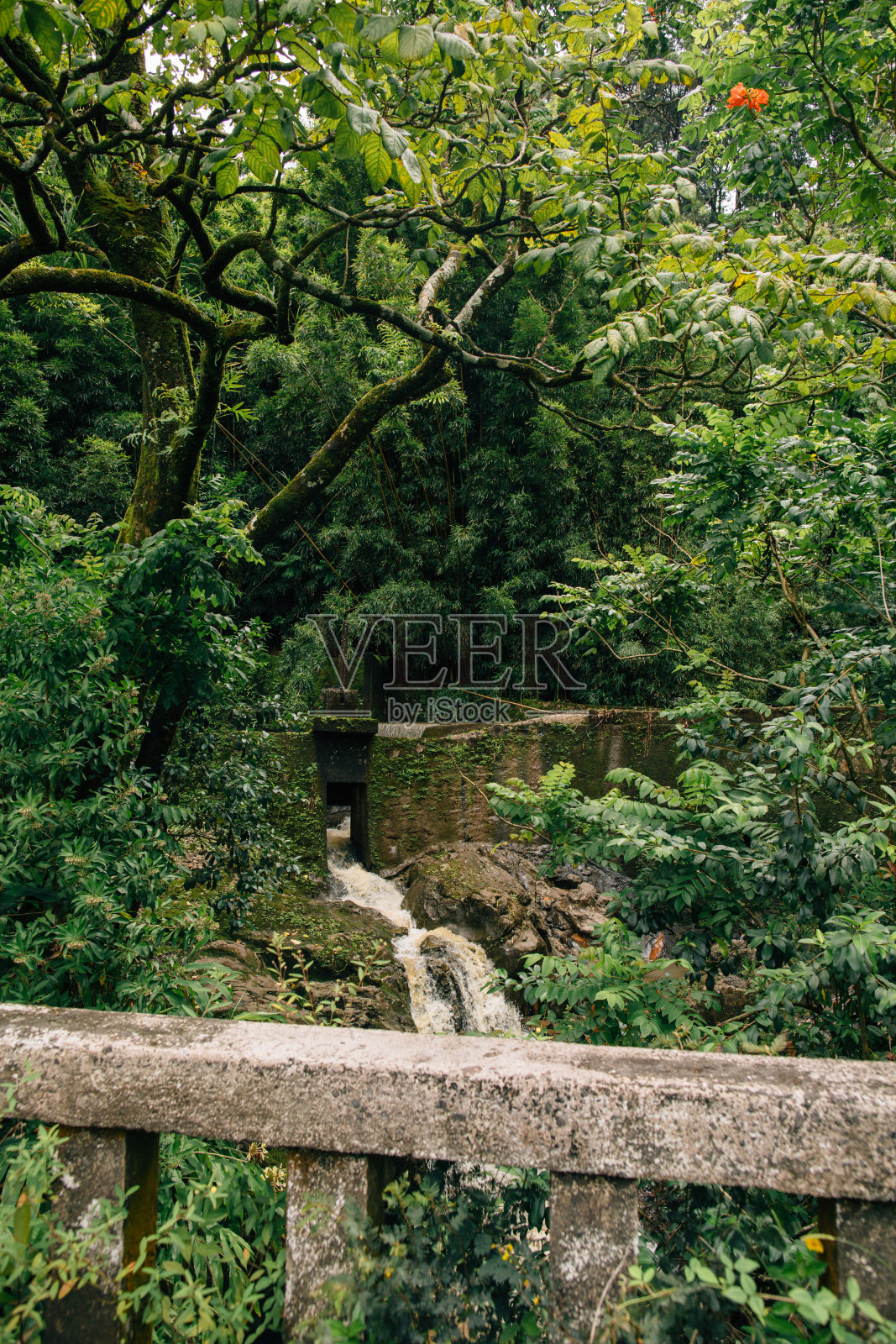 夏威夷毛伊岛丛林瀑布被树木和绿色环绕照片摄影图片