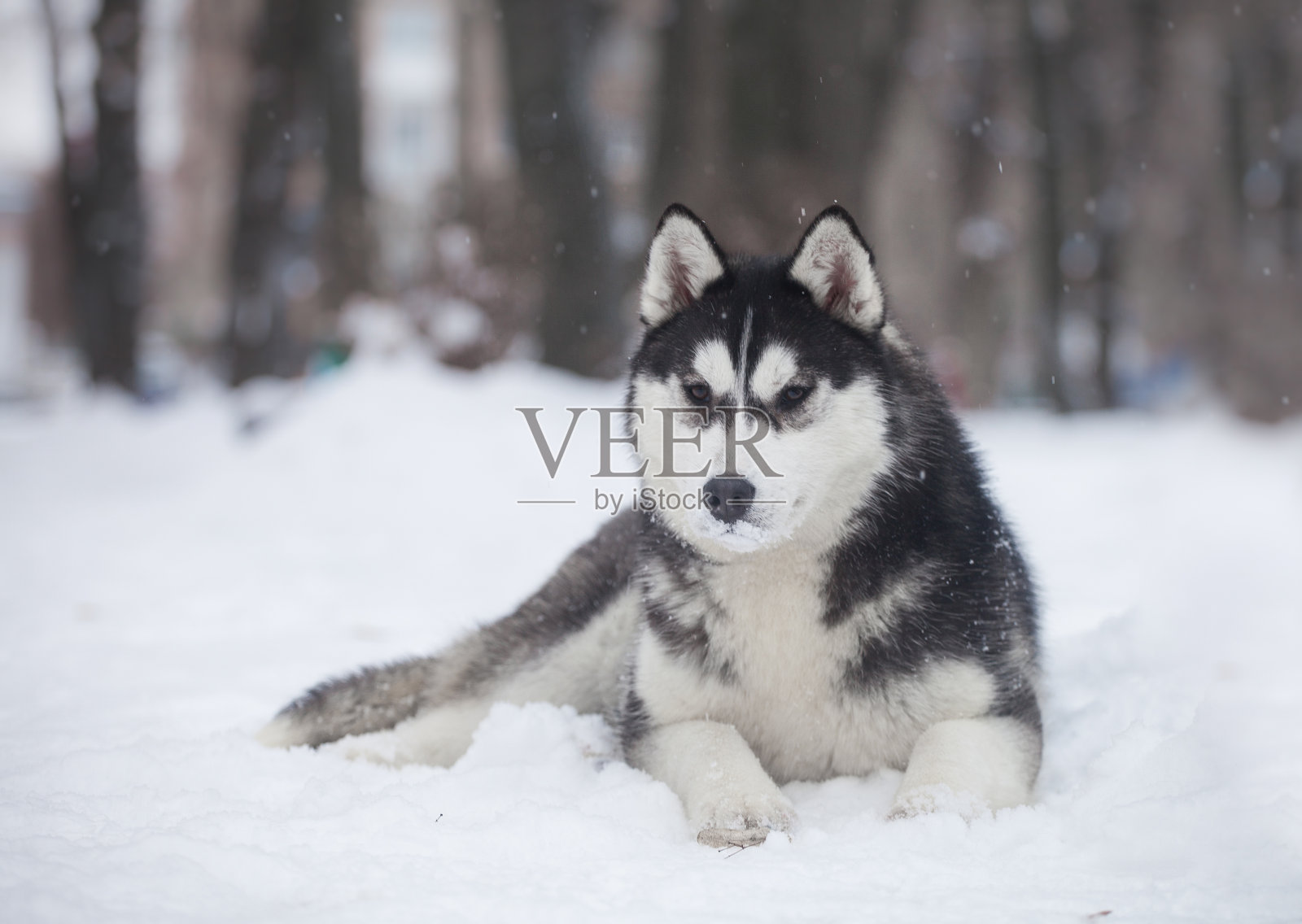 美丽的西伯利亚哈士奇在一个下雪的公园照片摄影图片