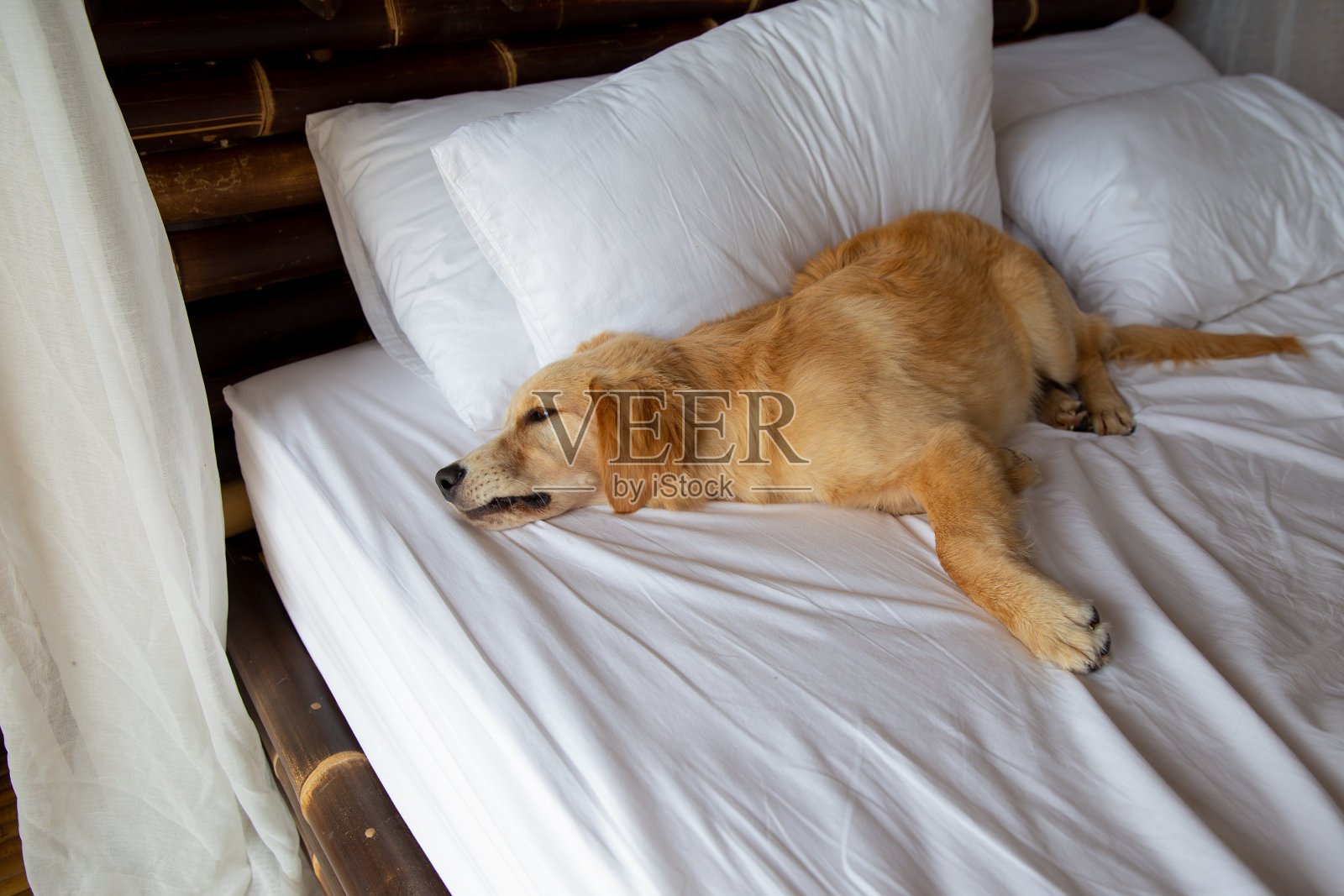 纯种金毛猎犬小狗在床上的房子或酒店。照片摄影图片