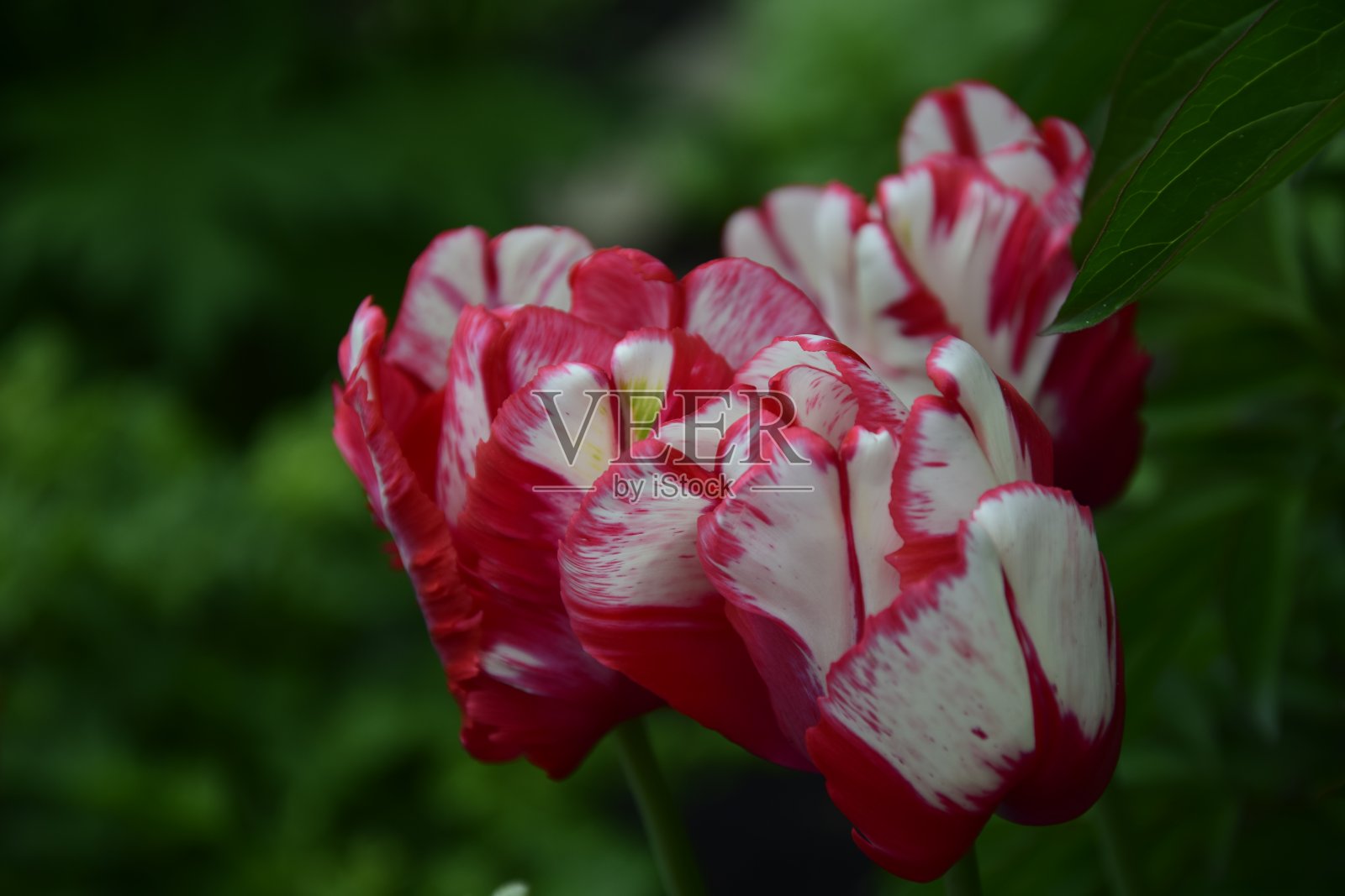 自然景观郁金香盛开在花园与绿色的草地作为早晨的春天照片摄影图片
