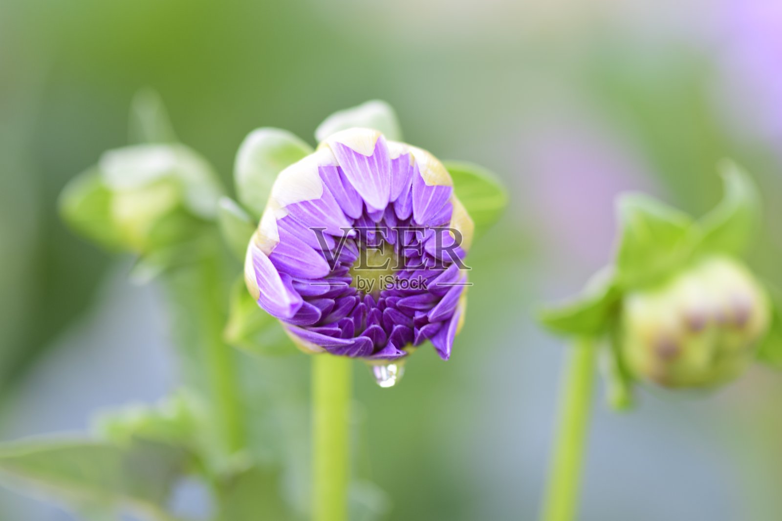 淡粉色大丽花的特写照片摄影图片