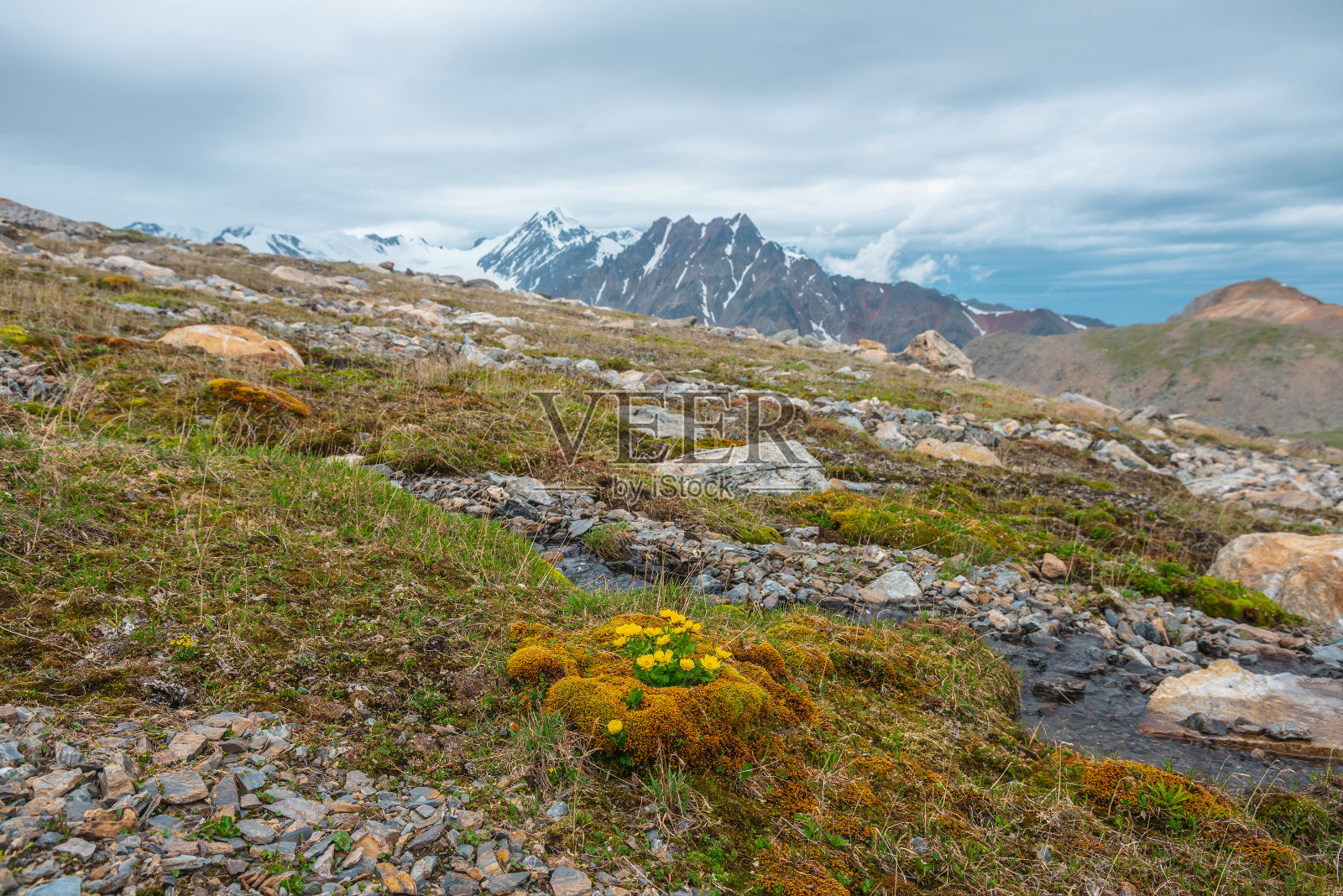 生动的阳光下的景观与小黄色毛茛花之间的苔藓和草附近清楚的山溪与大雪山山脉在多云的天空。阳光下的高山植物。照片摄影图片