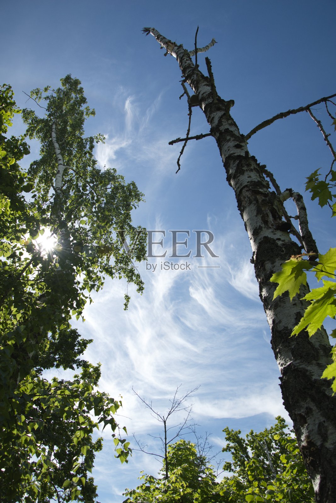 夏季森林中腐烂的旧桦树照片摄影图片