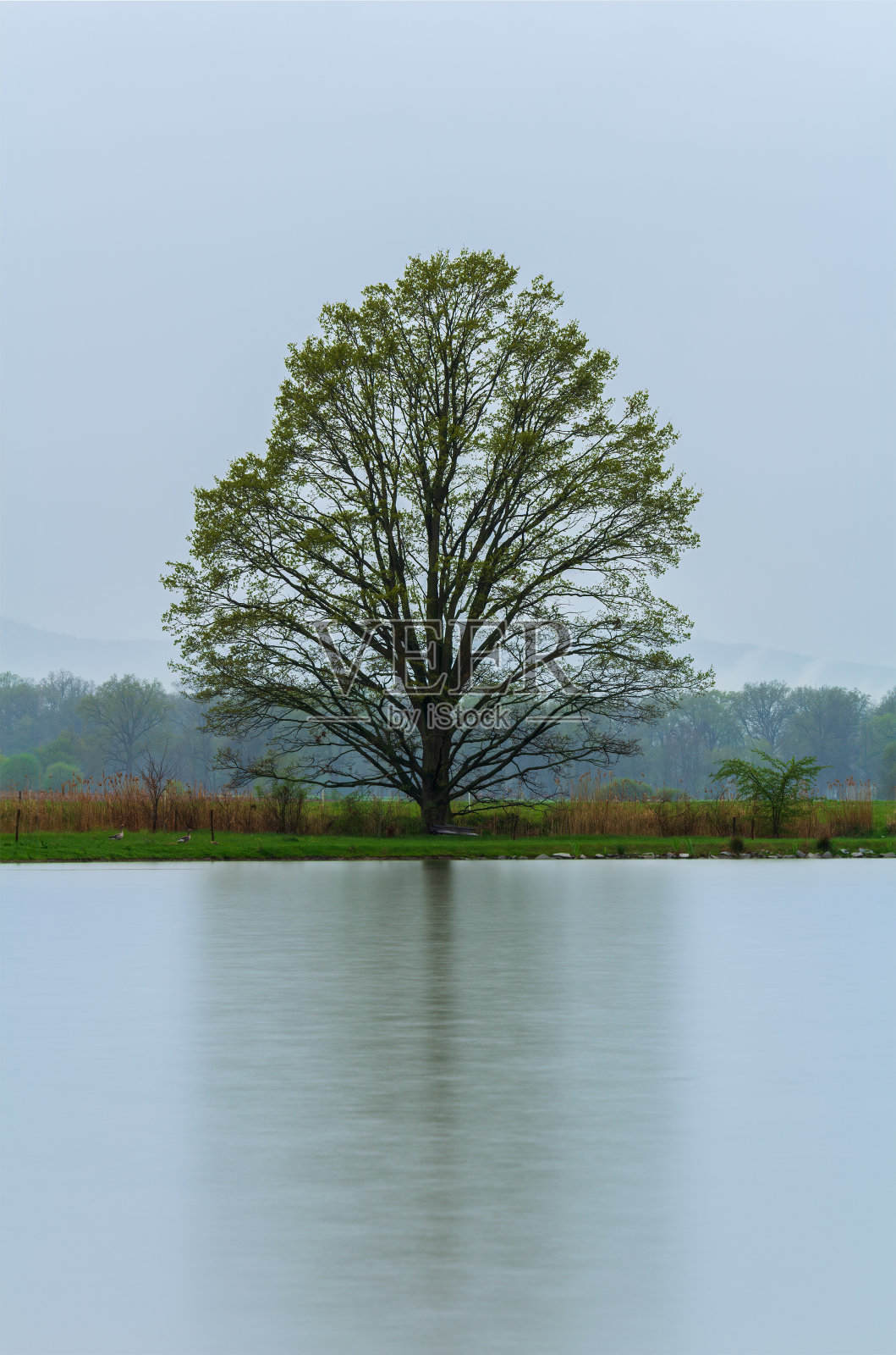 春天的树在池塘岸边下雨喜怒无常的天气。长曝光，捷克风景照片摄影图片